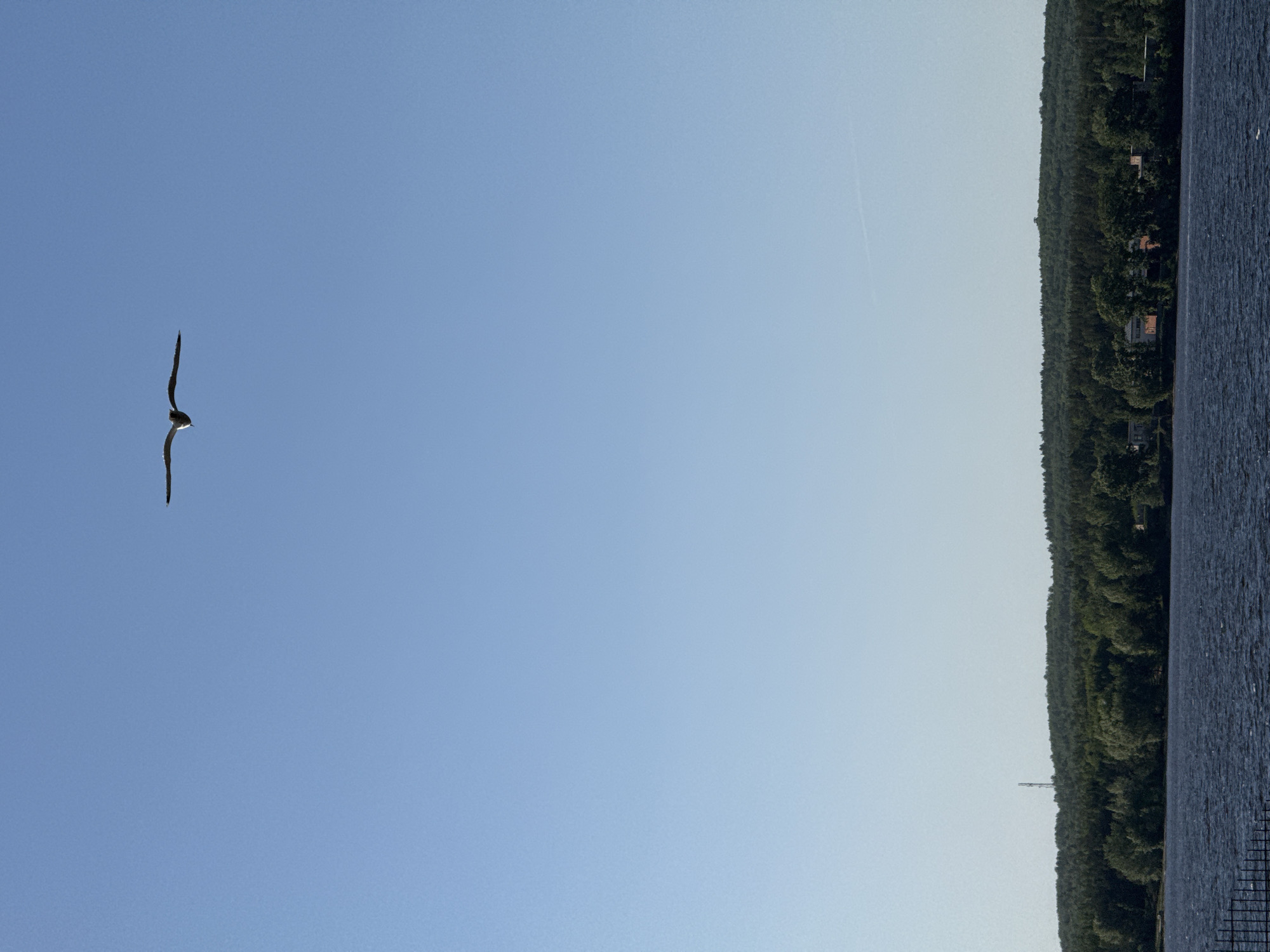 The image shows a bird flying in a clear blue sky. To the right, there's a treeline bordering a body of water. The trees are densely packed, and the water appears calm. Based on the presence of trees, water, and a bird, it could be a natural landscape setting. The image is rotated 90 degrees counterclockwise. It is difficult to verify that this is in the city of Chaikovsky, Russia.
