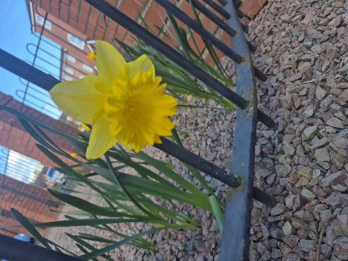 A low-angle photograph displays a prominent yellow daffodil (Narcissus) situated behind a dark, weathered metal fence exhibiting minor rust. The plant emerges from a ground cover of irregularly shaped gravel in various shades of grey, beige, and reddish-brown. Additional green daffodil foliage and out-of-focus yellow blooms are visible in the mid-ground. The background reveals architectural elements consistent with an urban or suburban setting in Hereford, United Kingdom, featuring reddish-brown brick buildings, one with discernible white-framed windows, and a partially visible light-colored vehicle. The scene is under natural daylight, with a clear blue sky and sparse white clouds. No individuals are present.