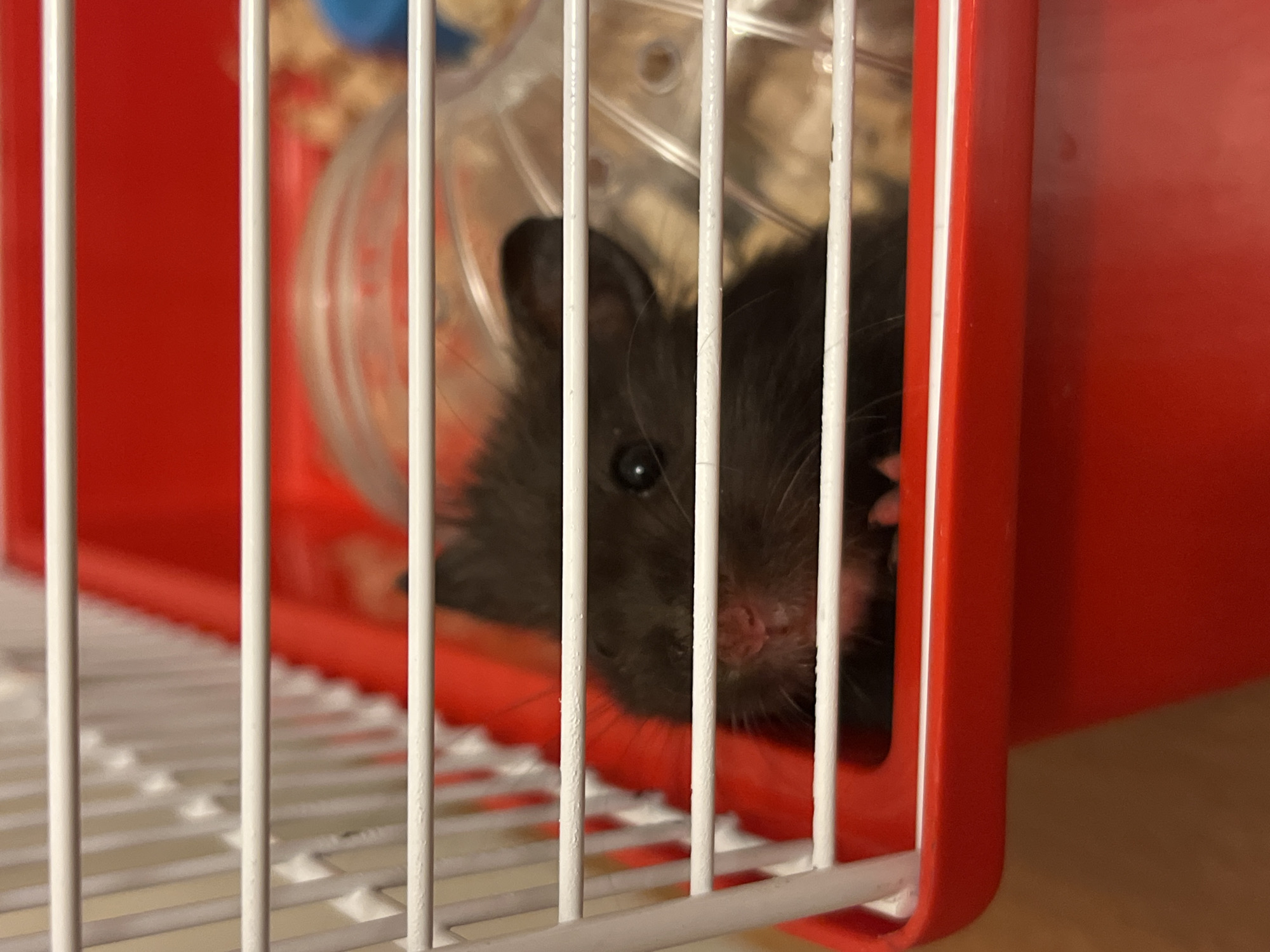 A close-up, eye-level shot shows a black hamster peeking out from behind white cage bars. The hamster's face is visible, with its nose, mouth, and one eye in focus. The hamster appears to be in a red plastic cage with a clear plastic tube in the background. The overall lighting is warm and slightly diffused. The scene is indoors, and there are no discernible city or environmental features visible.