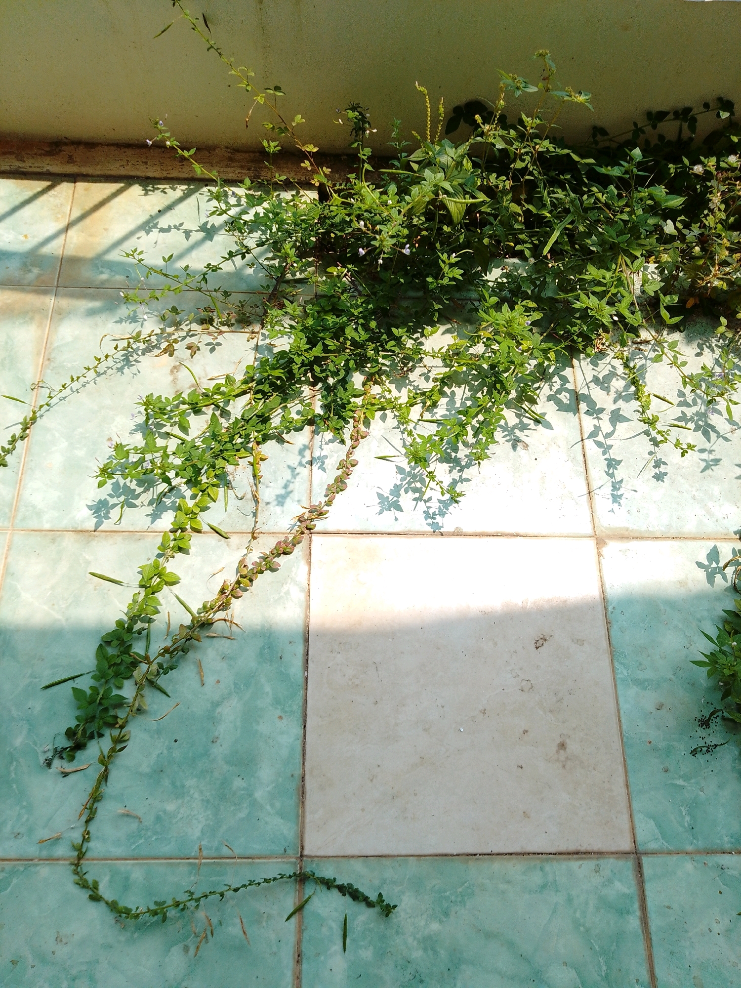 A low-angle shot captures a vine with small green leaves and seed pods creeping across a tiled floor in Cikal, Indonesia. The floor is composed of square tiles, some a light beige and others a light blue-green. Sunlight casts distinct shadows of the vine and its leaves onto the tiles, creating a patterned effect. In the background, a textured wall meets the floor. The vine appears to be growing from a larger clump of vegetation situated at the base of the wall, spilling out onto the open tiled area. The scene is brightly lit, suggesting it is daytime.