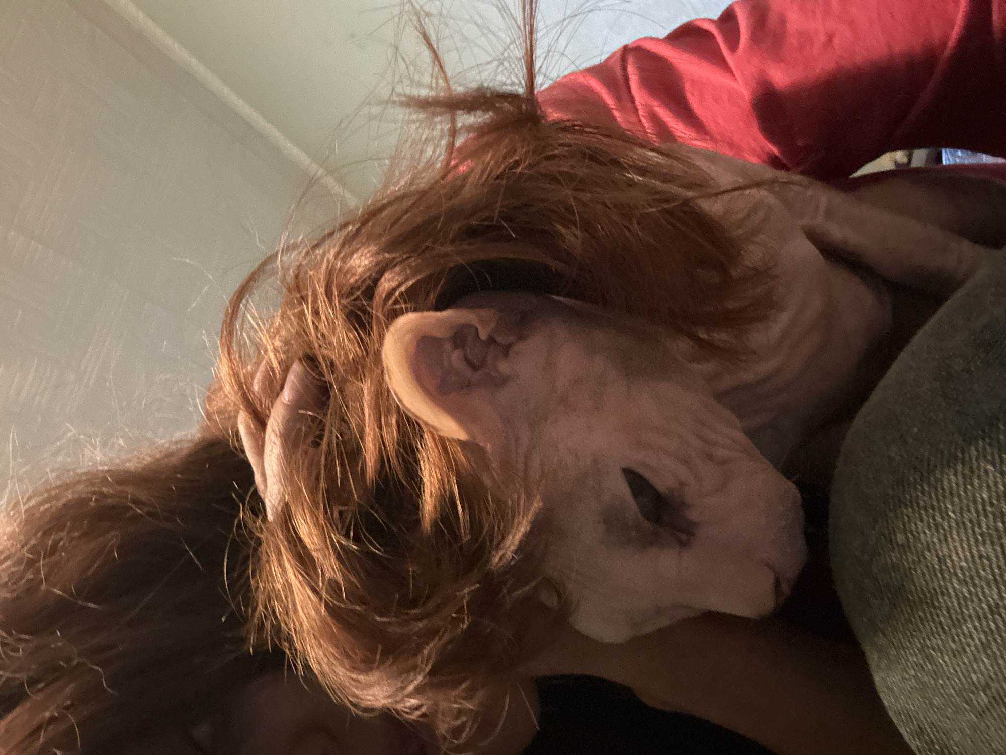 The image shows a close-up, low-angle view of a person holding a hairless cat. The person is wearing a red top and the cat has its head resting on the person's shoulder, partially obscured by long, reddish-brown hair. The cat's skin is a light pinkish-grey with visible wrinkles, particularly around its face and ears. Its eyes are closed, suggesting it is resting or asleep. The person's hand is visible gently cradling the cat's head. The background is out of focus, appearing to be an indoor setting with a plain, lightly colored wall and possibly a piece of furniture or clothing in a muted green color on the right side of the frame. The lighting is soft, and the overall mood is intimate and peaceful. There is no visible text in the image. The context of Togliatti, Russia, does not provide any specific visual cues within the image itself.