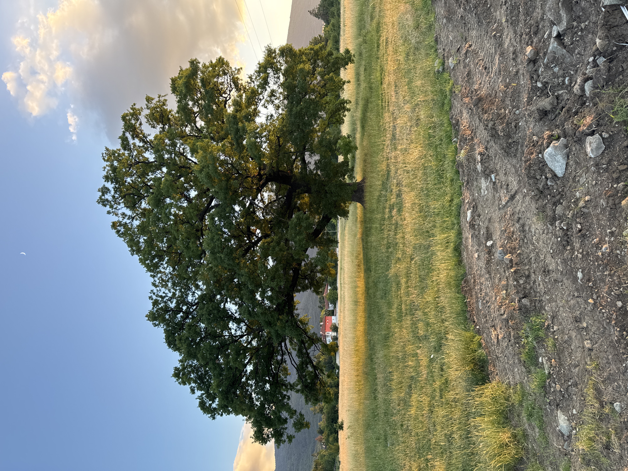 An ancient oak tree stands prominently in a field of tall, golden grass. The sun is setting, casting a warm glow on the landscape and illuminating the undersides of a few scattered clouds in the blue sky. A crescent moon is visible high in the sky. In the middle ground, a red-roofed house with white walls is nestled among trees. The foreground of the image shows a patch of dry, cracked earth with scattered rocks and tire tracks, suggesting it might be a path or disturbed ground. The scene appears to be in a rural area, possibly on the outskirts of Sofia, Bulgaria, with rolling hills visible in the background. There are no people or animals visible in the frame.