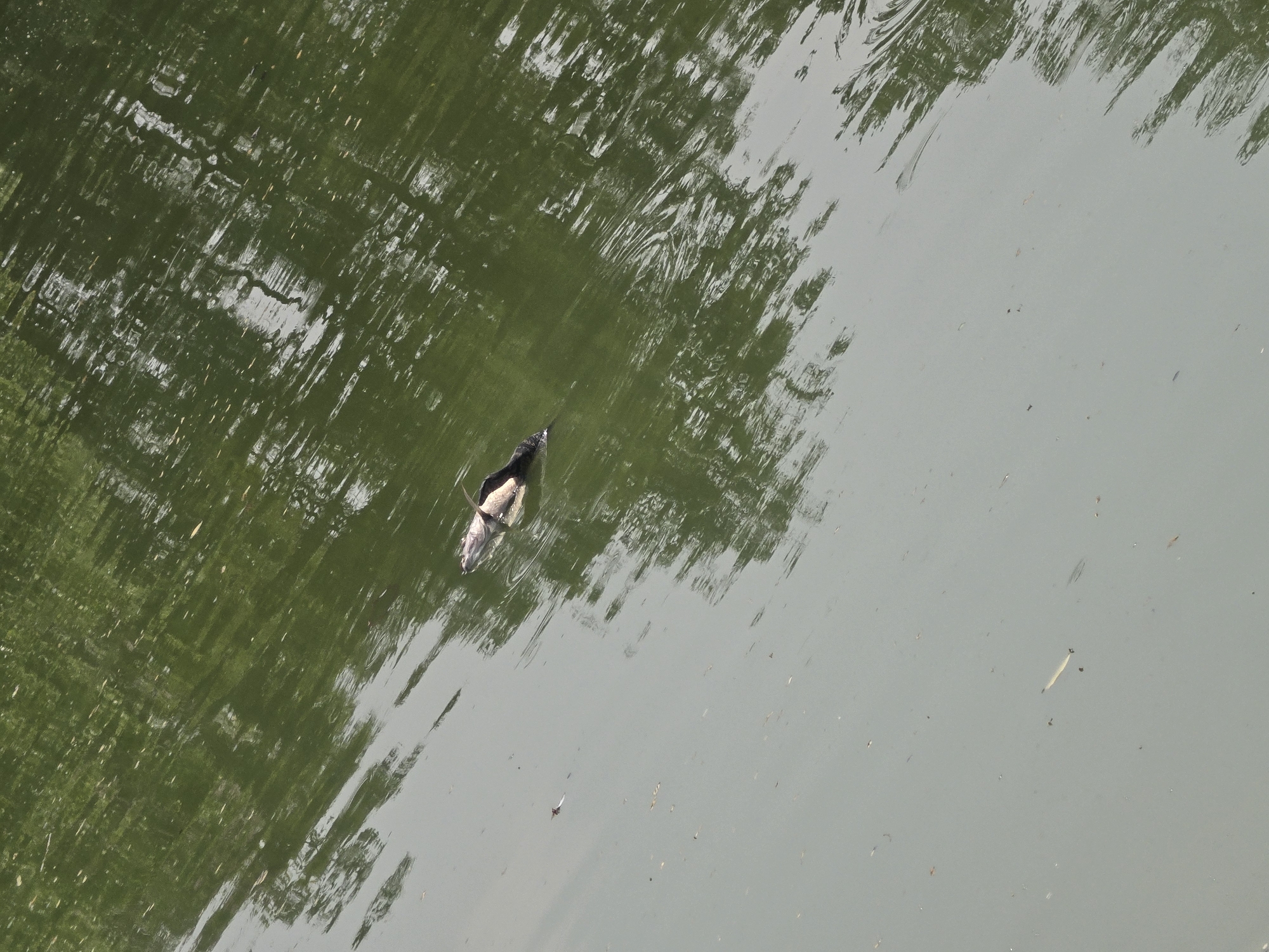 The image shows a body of water, possibly a river or a pond, with light reflecting on its surface. A dead fish floats near the center of the frame, its body partially submerged. The location is within the city of Phra Nakhon Si Ayutthaya City Municipality, Thailand.