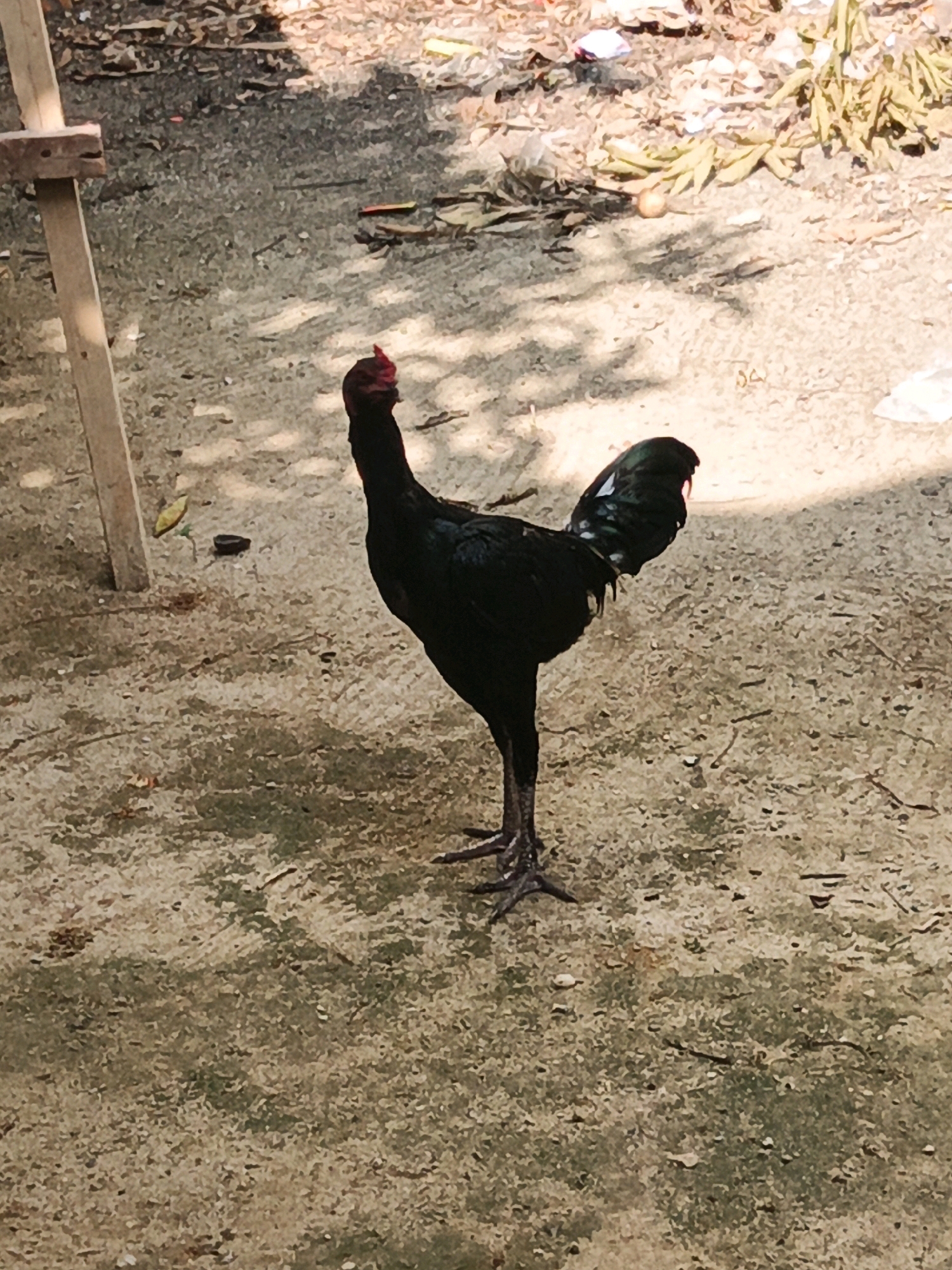 A black rooster stands on a dirt ground in Linggatiga, Indonesia. The rooster is facing to the right with its head turned towards the left. It has a red comb on its head and a black tail. The ground is covered in dirt and leaves. There is a wooden post to the left of the rooster. In the background, there are some plants and trash. The scene appears to be outdoors in a rural area.