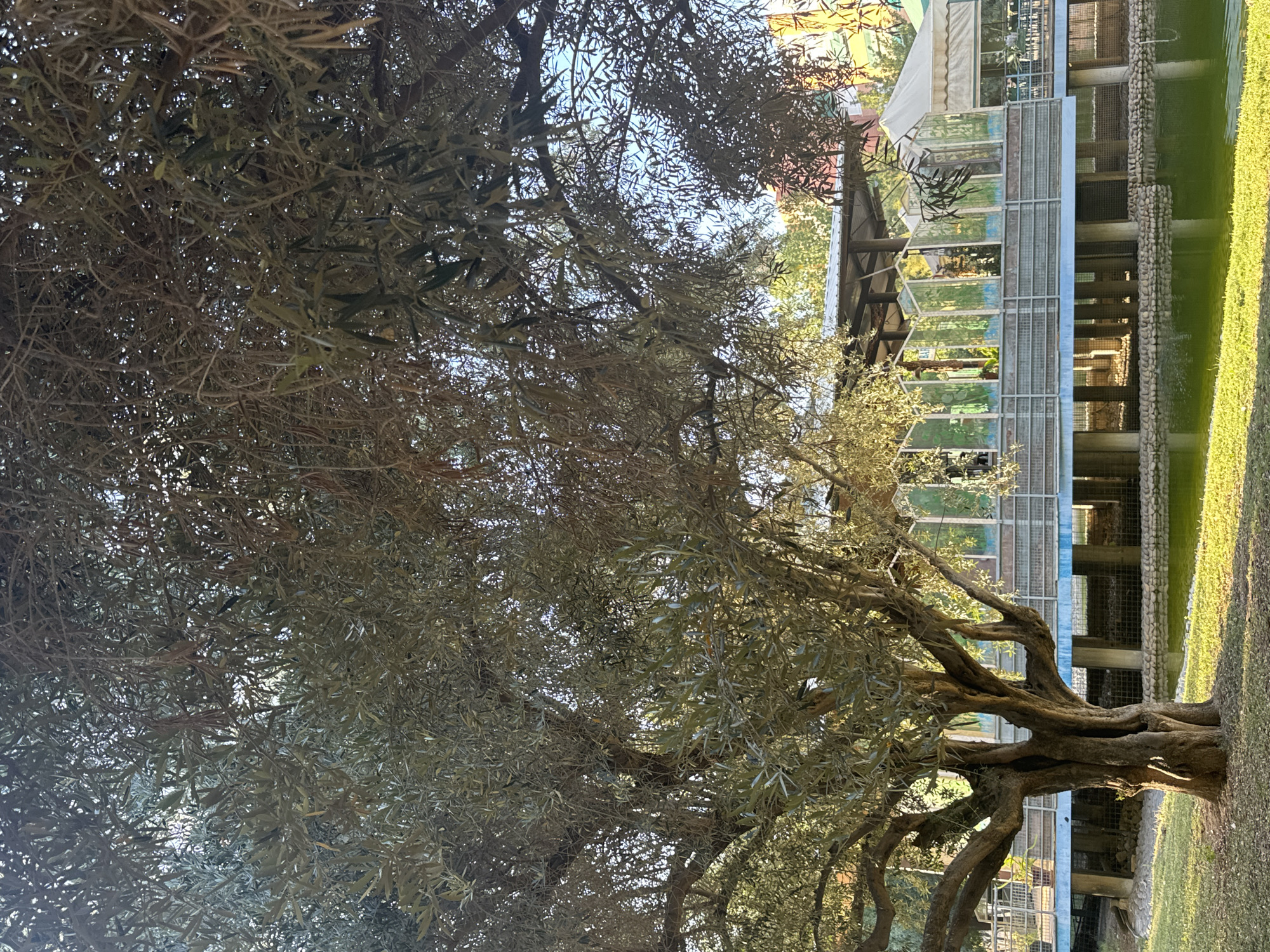 The image depicts an outdoor scene with an ancient olive tree in the foreground, its gnarled trunk and branches casting shadows on the grassy ground. Behind the tree, there is a raised structure resembling a walkway or observation deck, supported by pillars, with a body of green water below. The structure features glass panels with painted scenery, suggesting it might be an exhibit or a part of a botanical garden. Several awnings and roofing structures are visible on the deck, and the background reveals more greenery and some colorful buildings, hinting at a park or recreational area.
This scene is located in the Jardín Botánico de la Universidad de Murcia, also known as the "Huerto de la Salud," within the city of Murcia, Spain. The garden is a space dedicated to the conservation of plant biodiversity, featuring various themed areas, including the olive grove which houses ancient specimens like the one prominently displayed in the image. The raised structure is likely part of the garden's infrastructure, providing access and viewing points to different sections of the botanical collection.