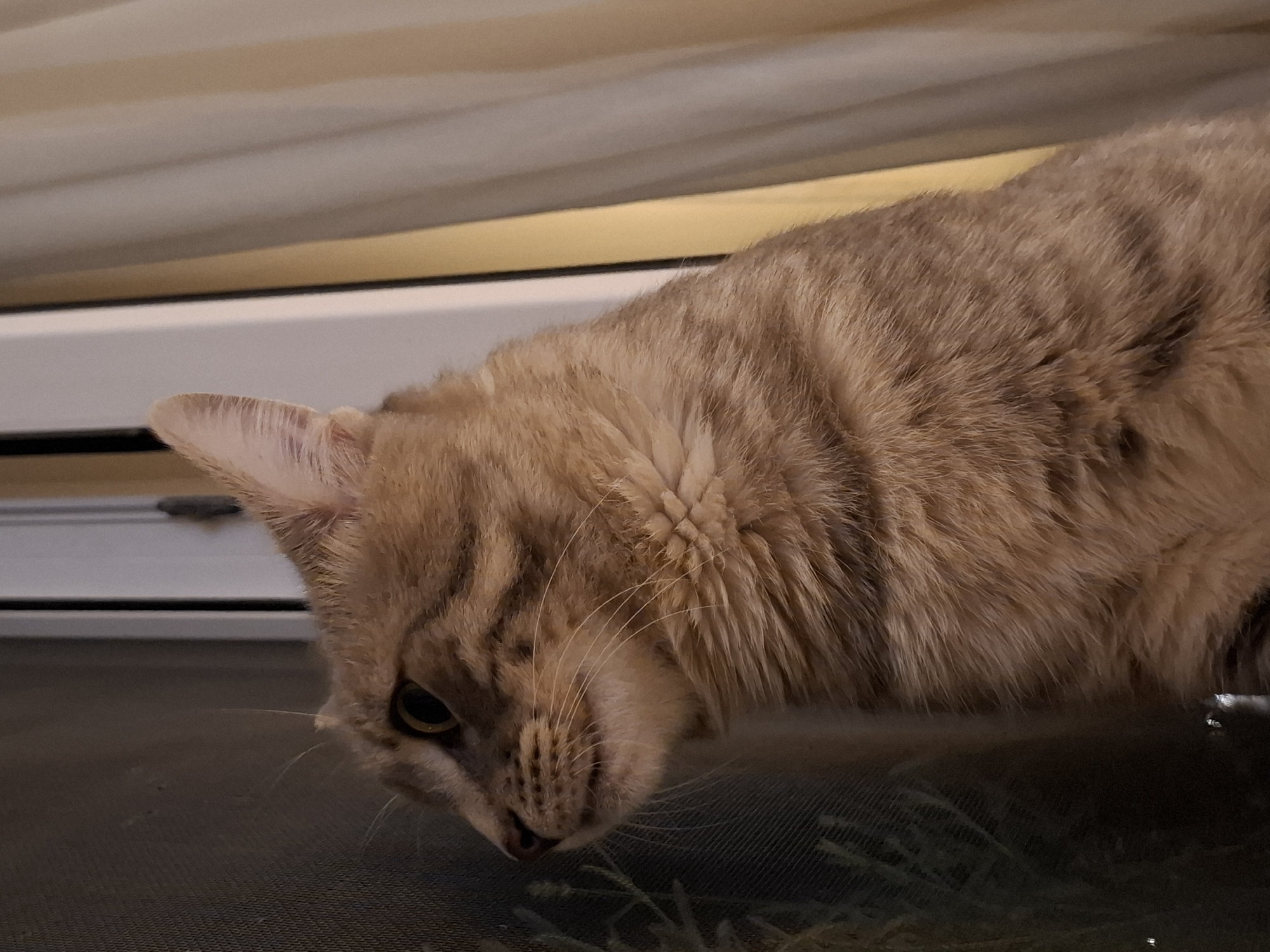 A domestic cat with tabby markings and light brown fur is positioned in profile, facing left. The cat's eyes are open and focused forward. It appears to be looking through a mesh screen, which is visible in the foreground and extends across the left side of the image. Behind the cat, a vertical window frame separates the screen from a beige curtain that hangs in the background. The lighting is dim, with the primary light source appearing to be from the right, casting subtle shadows. The scene is indoors, possibly in a residential setting within Zemun, Serbia.
