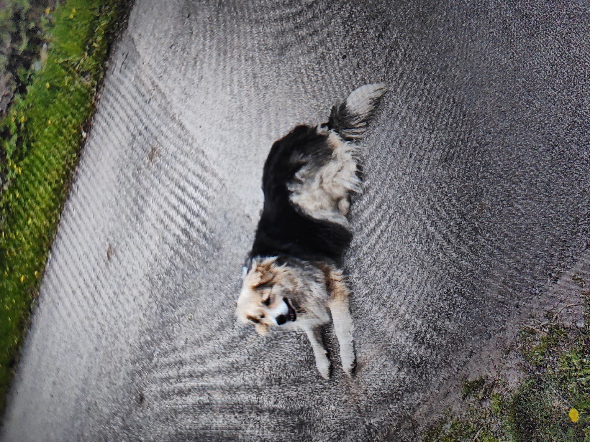 A medium-sized, black and white dog is lying on an asphalt surface in an outdoor environment. The dog is facing toward the lower left of the image. Green vegetation is visible on both the left and right edges of the image. The location is Kaspichan, Bulgaria.