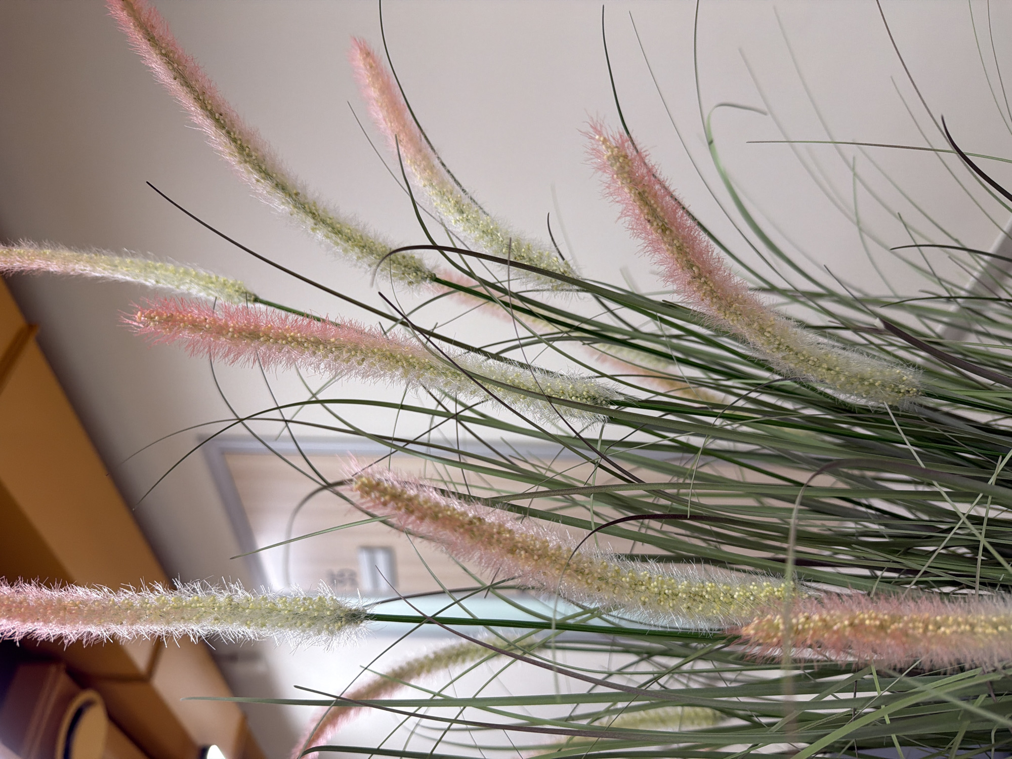 The image shows a close-up of decorative grasses with pink and white plumes. Thin, green leaves intermingle with the plumes. The background is slightly blurred, revealing parts of an interior, including a light beige wall, a portion of a wooden structure (likely a cabinet or shelf), and a framed picture or sign. The location in Izhevsk, Russia, is not discernible from the given image.