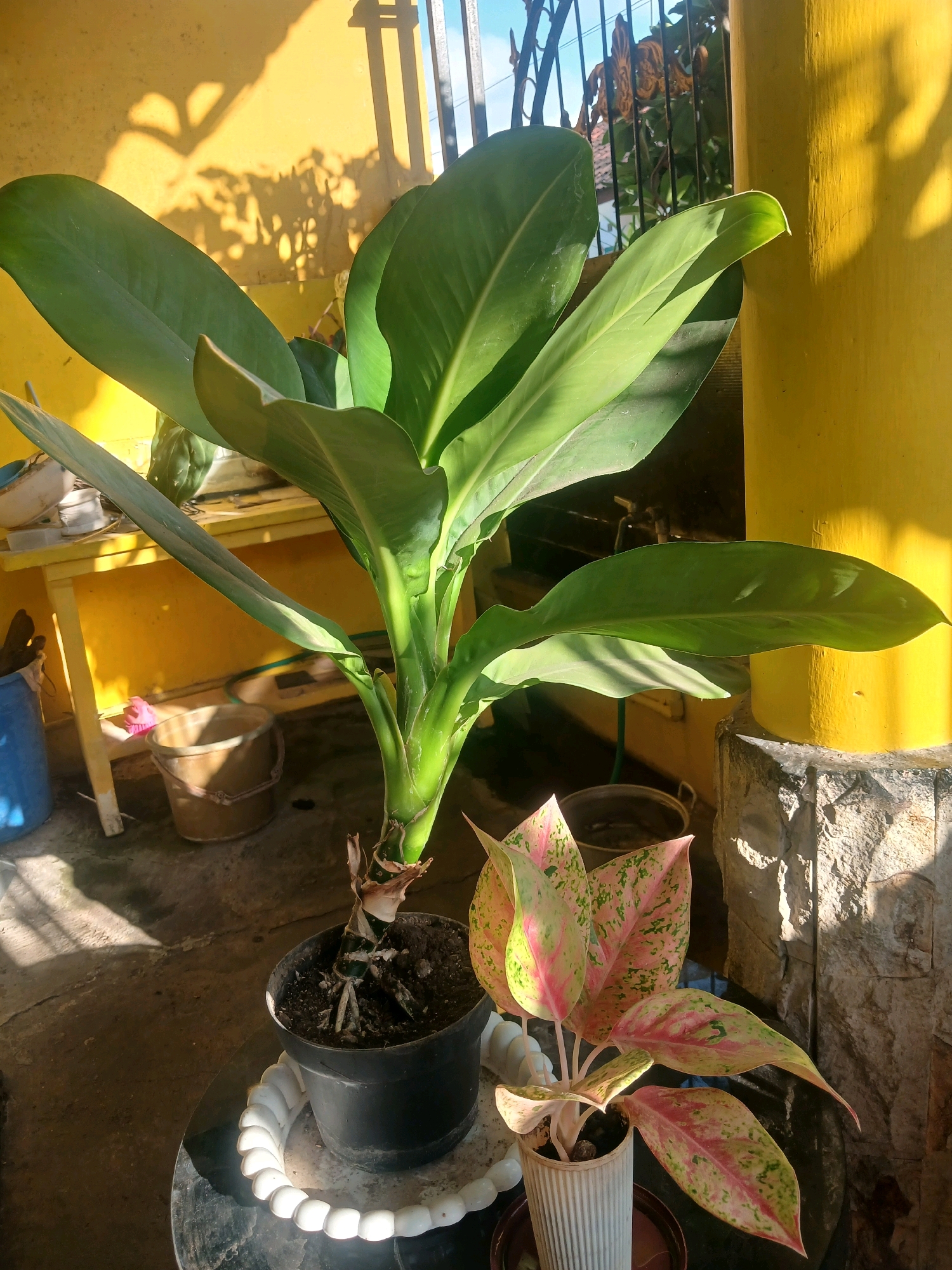 A close-up, eye-level outdoor shot captures a sunlit scene. Two potted plants are the primary subjects. In the foreground, a smaller plant with variegated leaves of pink, green, and yellow is housed in a ribbed white pot. Behind it, a larger plant with broad, deep green leaves stands tall in a black pot. Both pots rest on a dark surface.
The background features a bright yellow wall that casts dramatic shadows from unseen objects. To the right, a textured stone pillar supports the wall. In the mid-ground, a light yellow wooden table or shelf holds various items, including what appears to be a blue bucket on the left and a tan bucket with a handle on the right. A green hose is visible near the table. Further back, a decorative metal gate with vertical bars is partially obscured by foliage. The ground is a concrete surface with visible shadows. The overall impression is a well-lit, possibly domestic, outdoor space. The specific location in Banyuwangi, Indonesia, is not explicitly indicated by any visual cues in the image.
