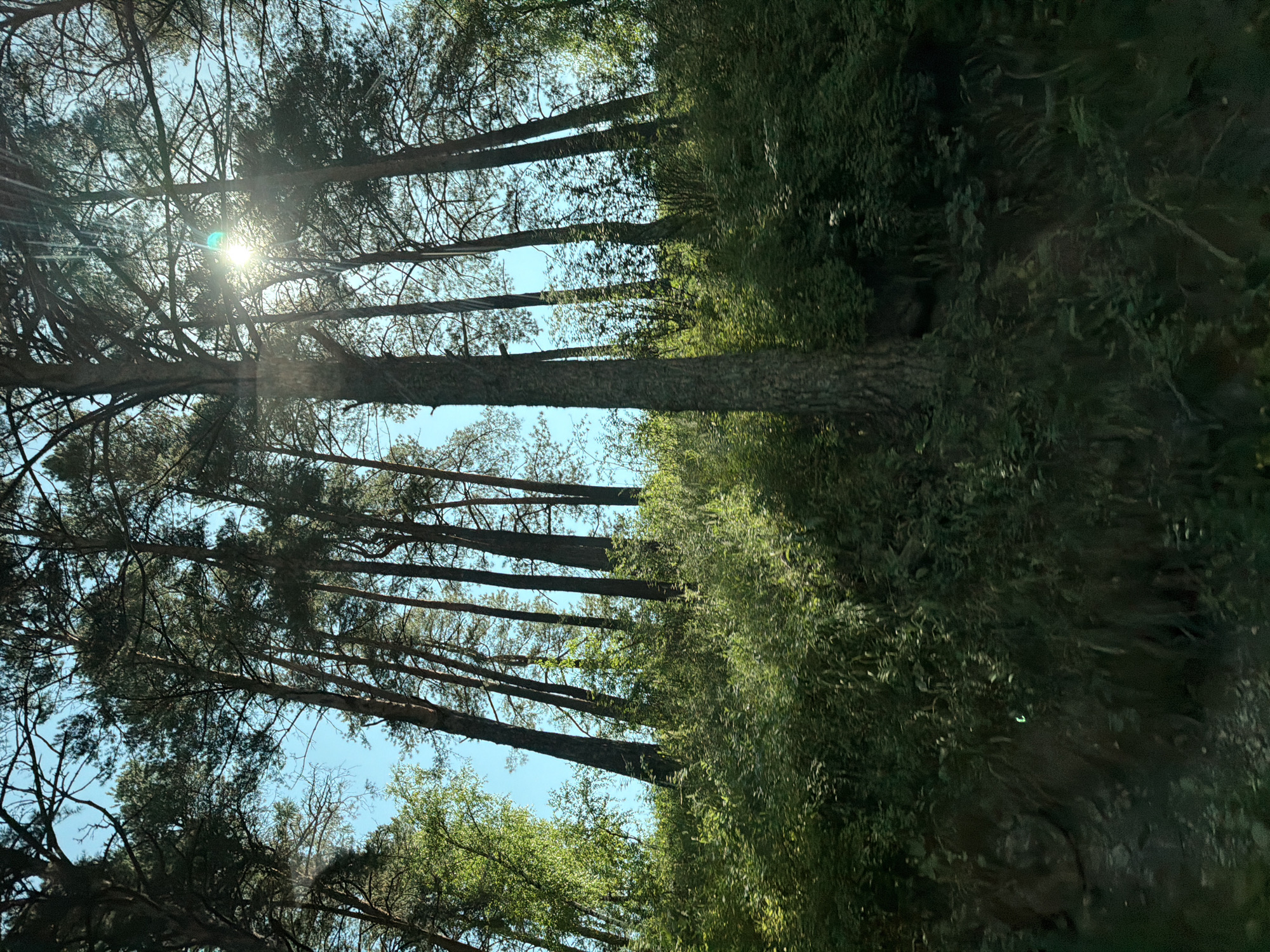 The image depicts a sun-drenched forest with tall pine trees silhouetted against a bright blue sky. Sunlight streams through the branches, creating lens flare and dappling the lush green undergrowth. The forest floor appears to be a mix of soil and rocks, with dense vegetation covering the slopes. The scene suggests a natural, undeveloped area within the city of Elekmonar, Russia, likely a park or a wooded section of the urban landscape. There are no people or animals visible in the image.