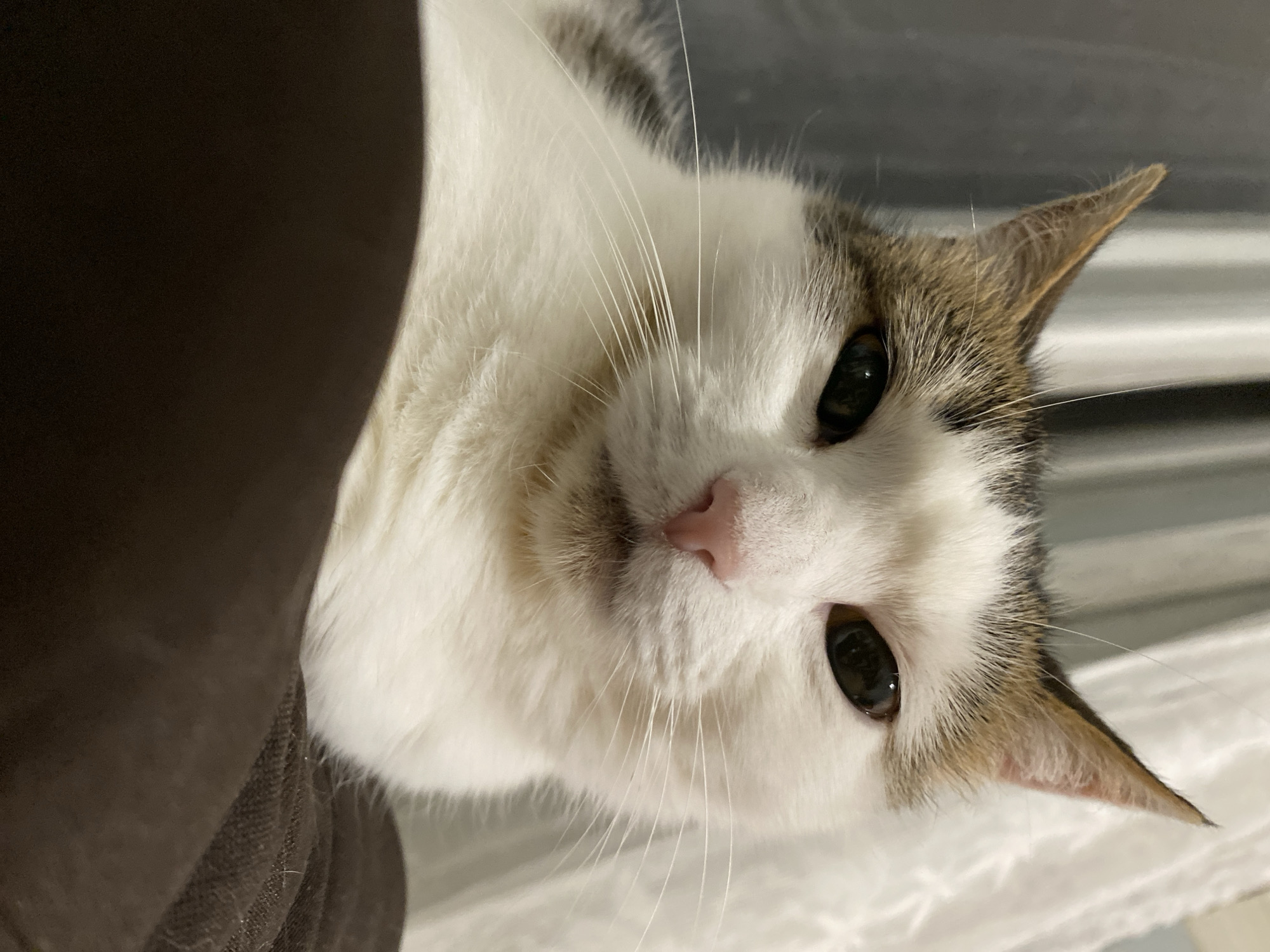 A close-up, low-angle medium shot shows a white cat with brown and gray markings on its head and ears, looking directly at the camera. The cat's eyes are dark and its pink nose is visible. Long white whiskers extend from its face. The cat is resting on a brown, textured surface, possibly a blanket or cushion. In the background, blurred curtains in shades of gray and white are visible. The lighting appears to be artificial, casting soft shadows. The location is unknown.