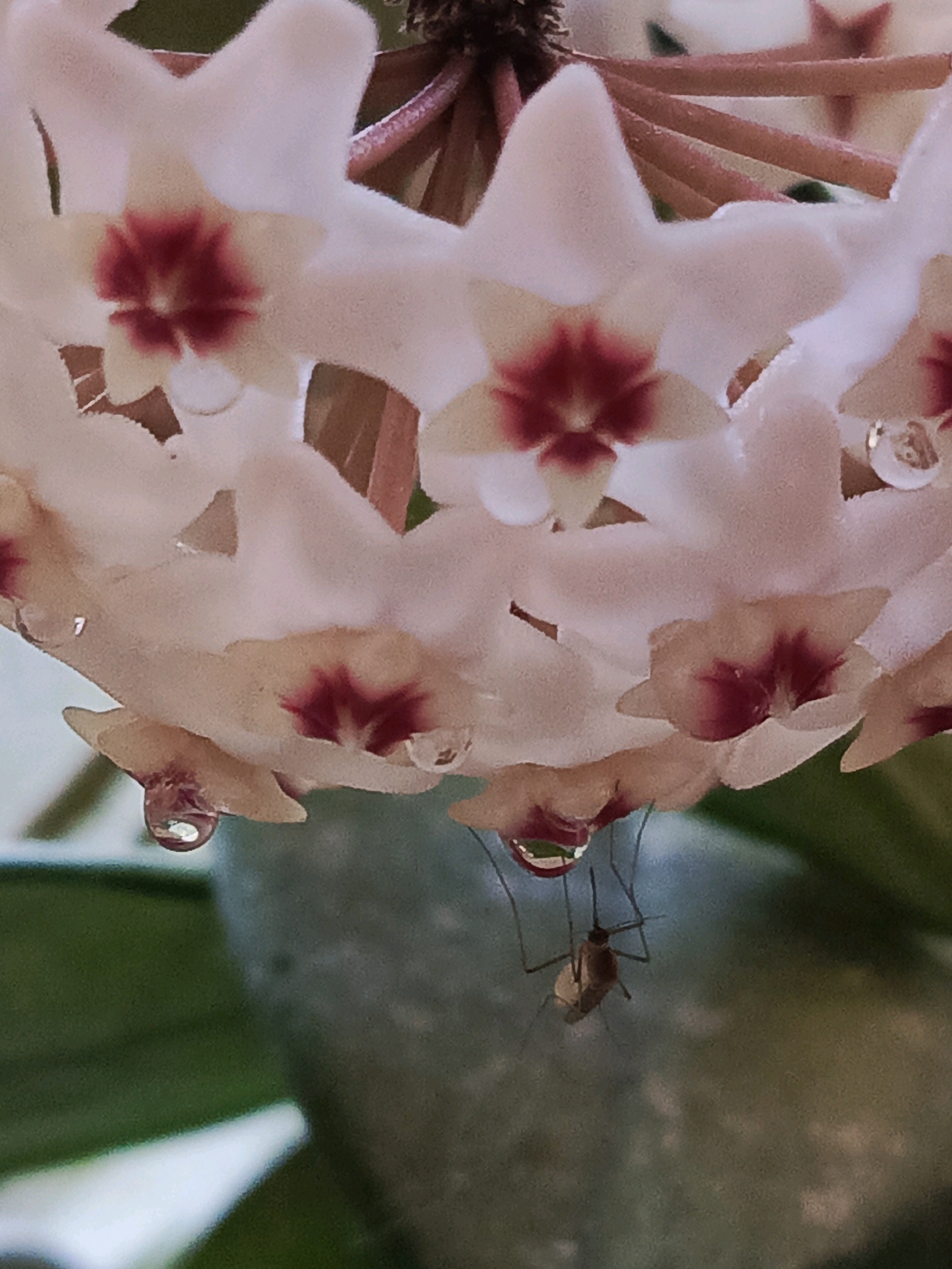 A macro photograph captures a cluster of pale pink Hoya flowers with deep red centers, glistening with water droplets. Dangling from one of the petals is a mosquito, its spindly legs and translucent wings clearly visible. The background is a soft blur of green foliage and a muted gray object, suggesting an outdoor or greenhouse setting in an unknown location.
