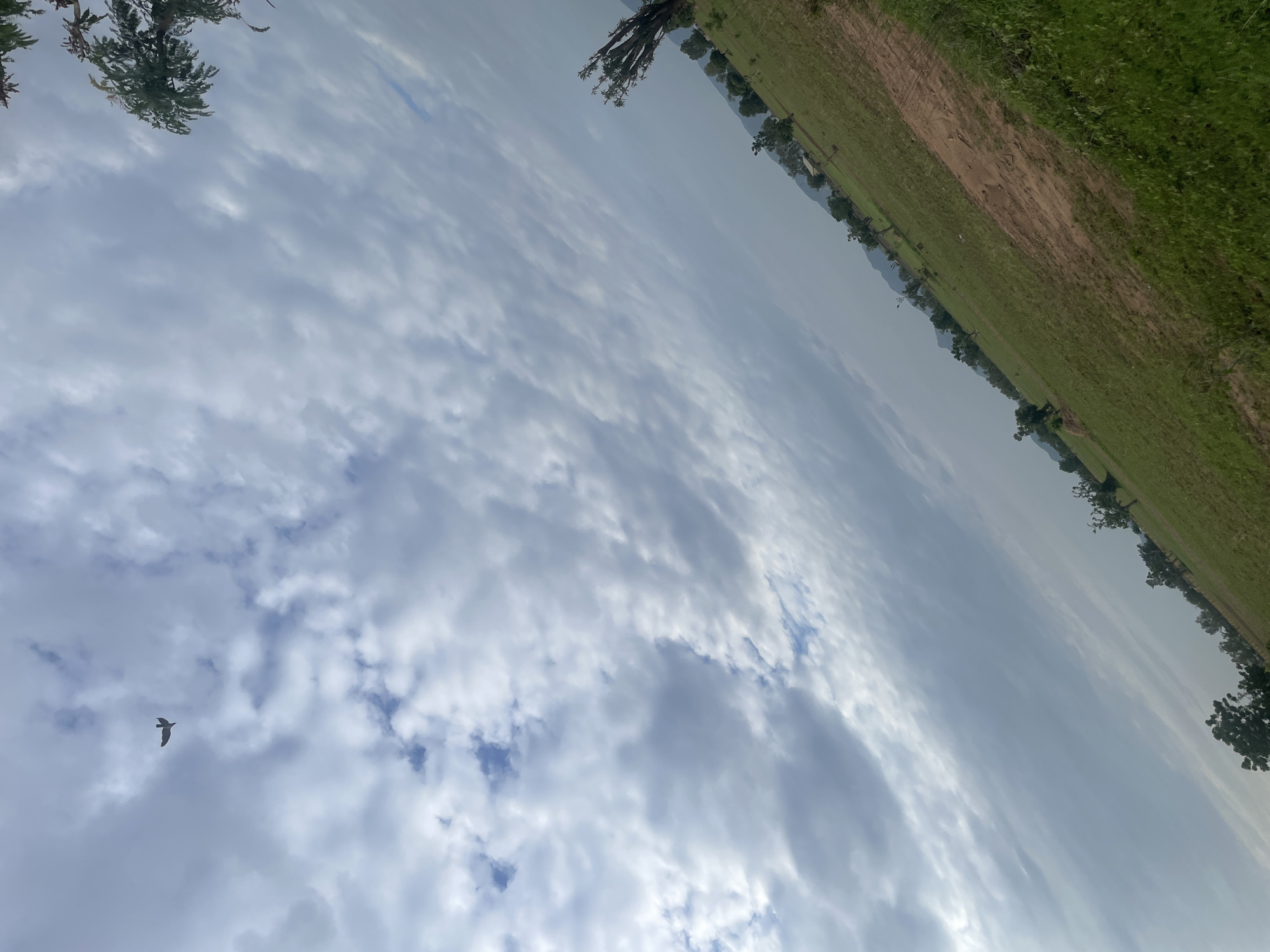 The image depicts a vast, cloudy sky and a rural landscape in Jauro Yinu, Nigeria. The sky is filled with a mix of light and dark clouds, with some patches of blue visible. A single bird is captured in flight against the cloudy backdrop, its silhouette dark against the bright sky.
The landscape below is a blend of green fields and some patches of bare earth, suggesting agricultural land or a savannah environment. A line of trees borders the field, indicating the edge of a natural area or a cultivated boundary. The overall impression is one of natural beauty and the peacefulness of a rural setting.
The time of day appears to be either early morning or late afternoon, given the soft lighting and the quality of the clouds. The weather seems to be overcast or transitioning, with the clouds suggesting potential for rain or simply a diffused sunlight. There are no people or man-made objects clearly visible, emphasizing the natural elements of the scene. The image evokes a sense of openness and freedom, particularly with the prominent depiction of the bird in flight. No text is visible in the image.