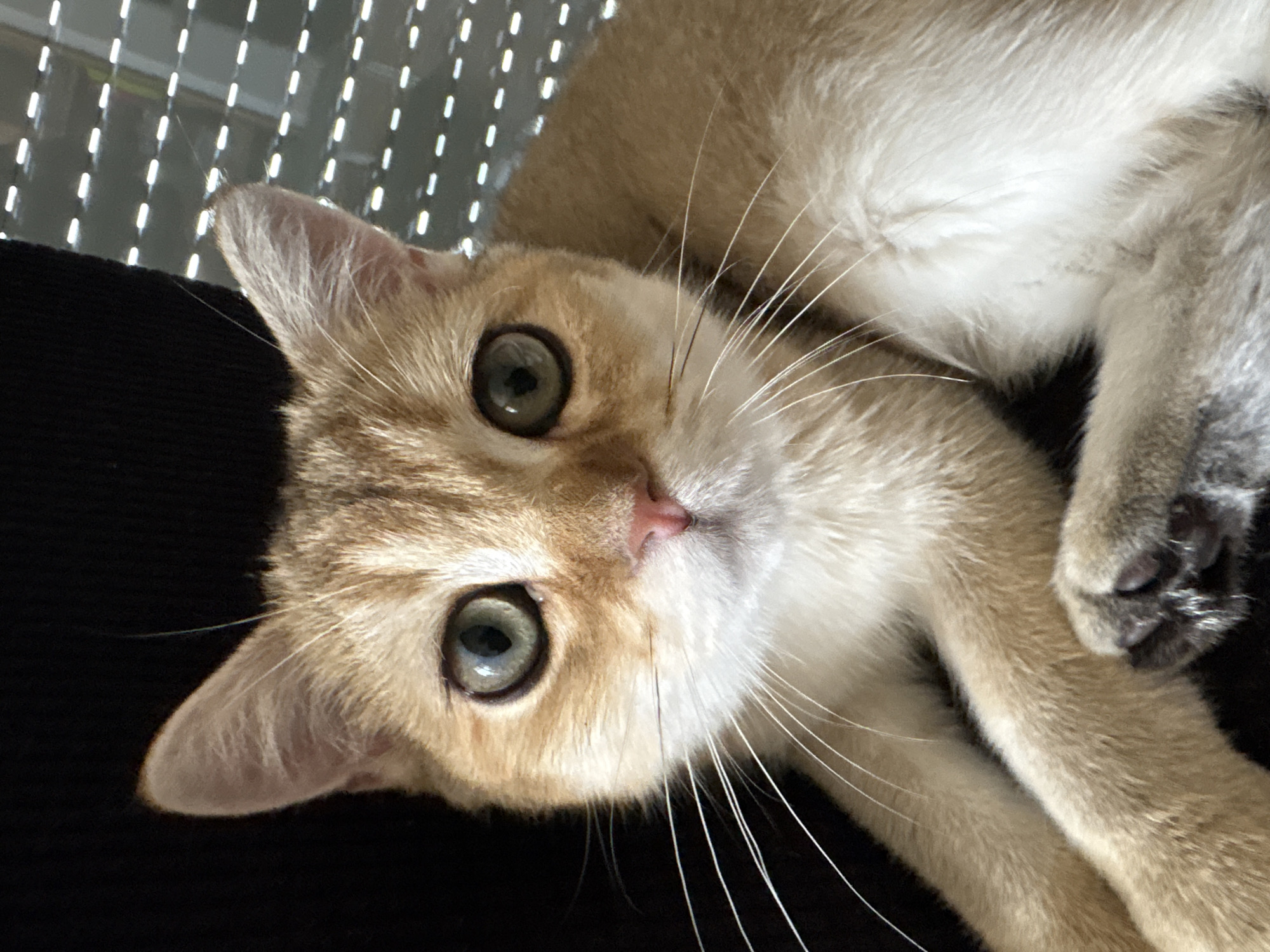 A close-up, eye-level, portrait-style photograph shows a light-brown tabby cat with large, green eyes and a pink nose. The cat is looking directly at the camera. Its fur is light brown with darker tabby markings on its forehead and around its eyes. Its whiskers are long and white. The cat's paws are visible, one crossed over the other. The background is dark on the left, with horizontal blinds on the right. The image does not provide any information about the location in Bönnigheim, Germany.
