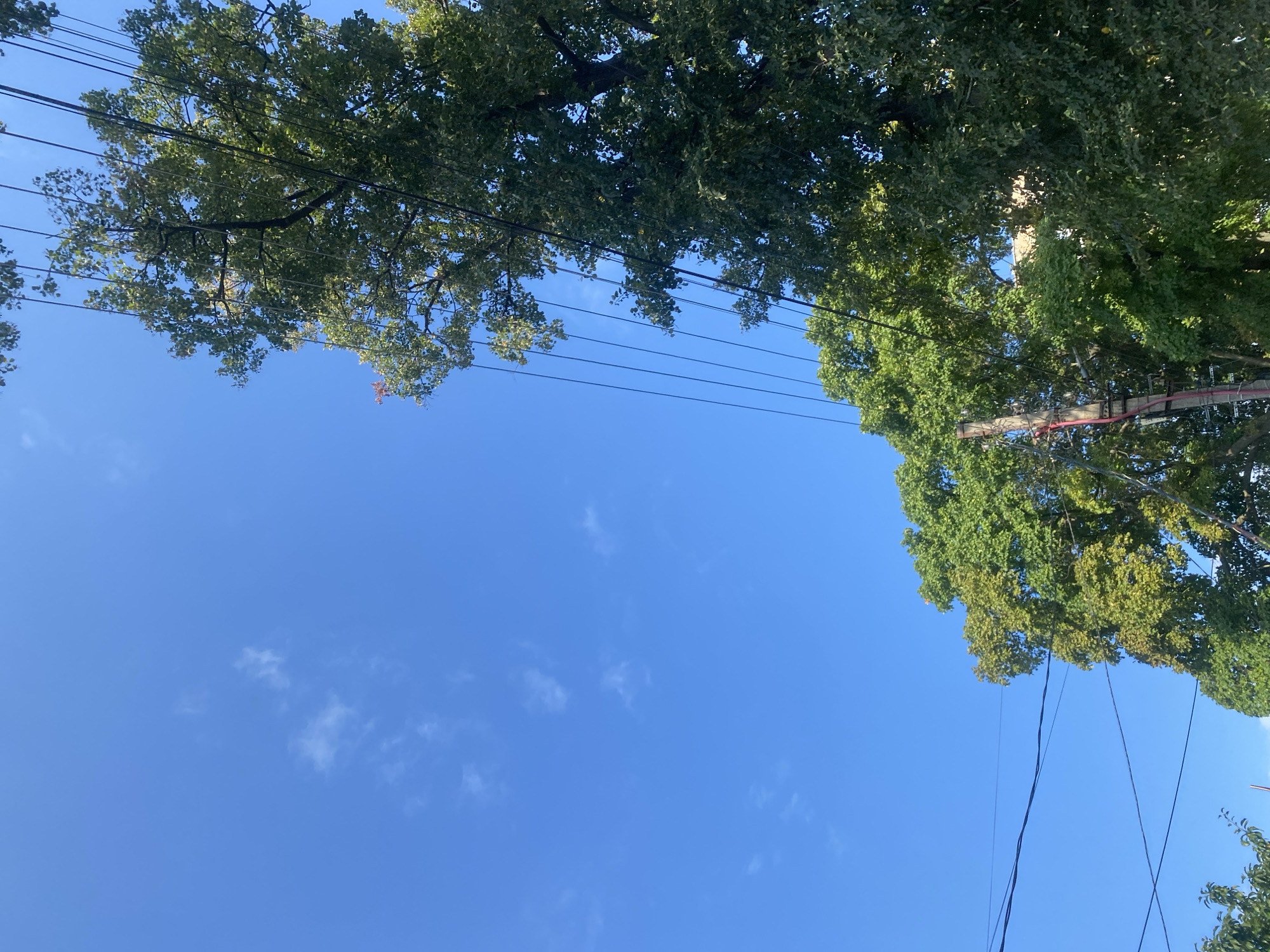 The image shows a clear blue sky with a few wispy clouds. In the foreground, several telephone wires stretch across the frame. On the right side of the image, the lush green canopy of a large tree is visible, with its leaves catching the sunlight. In the lower center, another tree with lighter green foliage is partially obscured by the wires, and a utility pole with red and pink wiring is also present. The overall scene suggests an outdoor environment, possibly a street or park area, within the city of Poltava, Ukraine, during daylight hours.