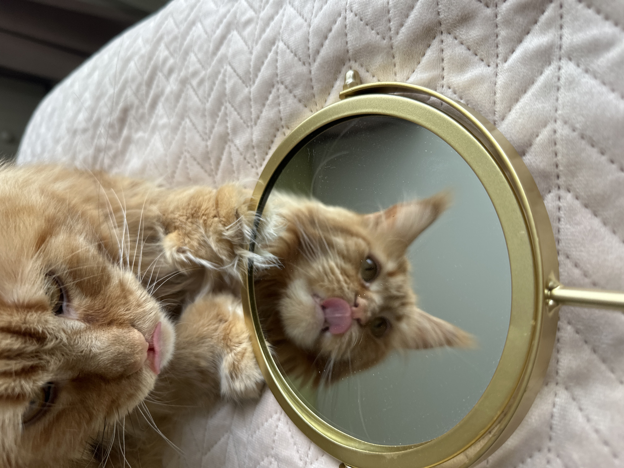 An orange tabby cat is looking at its reflection in a gold-rimmed handheld mirror. The cat's head is lowered, and its tongue is sticking out, touching its nose. The mirror is placed on a light pink quilted surface. The background is blurred and appears to be indoors. There is no discernible information about the location in the city of Chaikovsky, Russia.