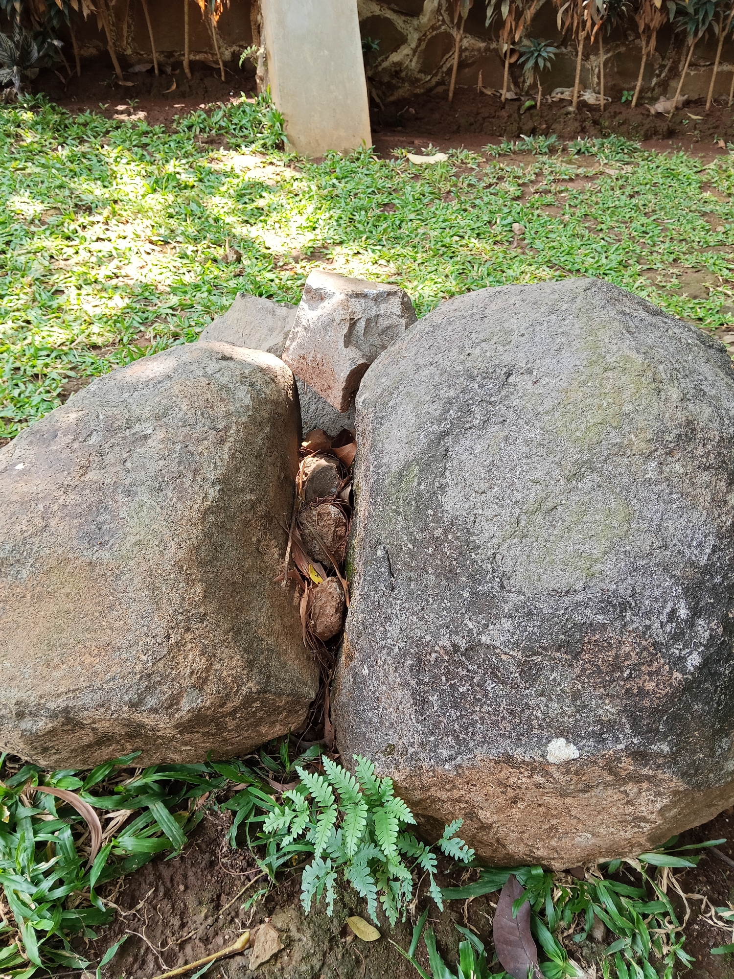 This image depicts a natural outdoor scene with two large, rough-textured boulders positioned close together in the foreground. Between the boulders, a gap reveals smaller rocks and dry leaves. Lush green grass and a few small fern plants grow around the base of the rocks and extend into the background. The ground is dark soil, and further back, a low wall constructed of stone and concrete is visible, with some dry foliage and thin plant stalks growing behind it. Sunlight casts shadows across the grass, suggesting it is daytime. The overall impression is that of a garden or park setting, possibly in Semarang, Indonesia, given the context provided. There are no people or animals visible in the image.
