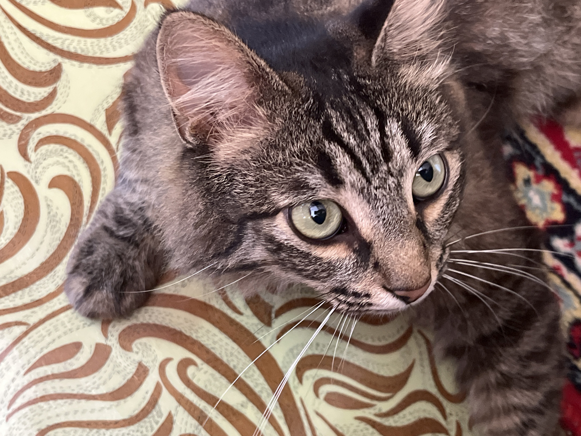 A close-up, overhead shot features a tabby cat resting on a patterned surface. The cat's face is angled towards the camera, with its light green eyes wide open and looking slightly to the left. The cat's fur is a mix of brown, gray, and black tabby markings. Its whiskers are long and white, fanning out from its snout. The background consists of a yellow surface with swirling brown and gray patterns. A portion of a patterned rug with red and yellow floral motifs is visible in the lower part of the image. The cat is likely indoors. The image does not contain any information about the city of Krasnyye Barrikady, Russia.