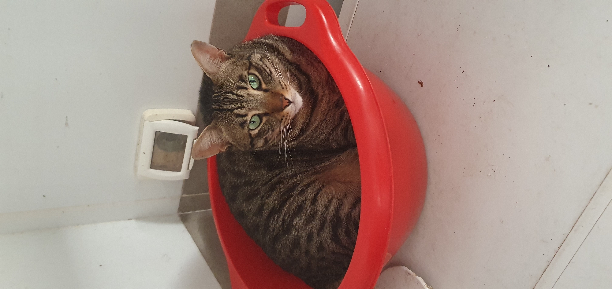 A tabby cat with green eyes is sitting in a bright red basin. The cat is mostly facing the camera, with its head slightly turned. Behind the cat and to the left, a white wall is visible, with a small white digital display mounted on it. The basin is resting on a light-colored surface that appears to be a countertop or shelf. The background suggests an indoor setting, possibly a bathroom or utility room. The image is taken from a slightly elevated angle. The location is identified as Bat Yam, Israel.