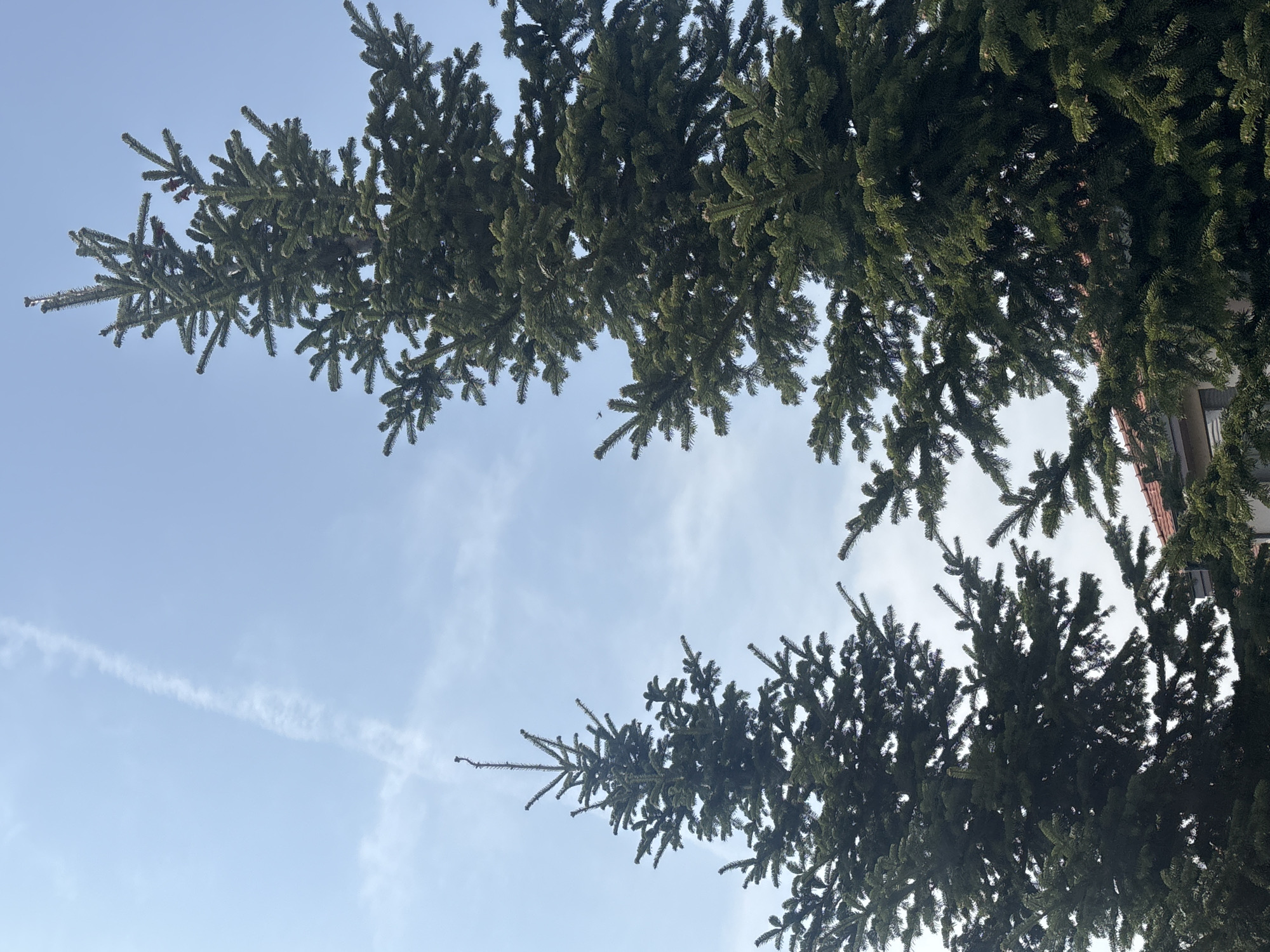 The image is taken from a low angle looking up at three evergreen trees against a light blue sky with some white clouds and a contrail from an airplane. The trees' branches extend into the frame from the top and bottom edges. The photo appears to have been taken outdoors during daylight hours. The location is unspecified, as I have no information about the city of Plovdiv, Bulgaria.