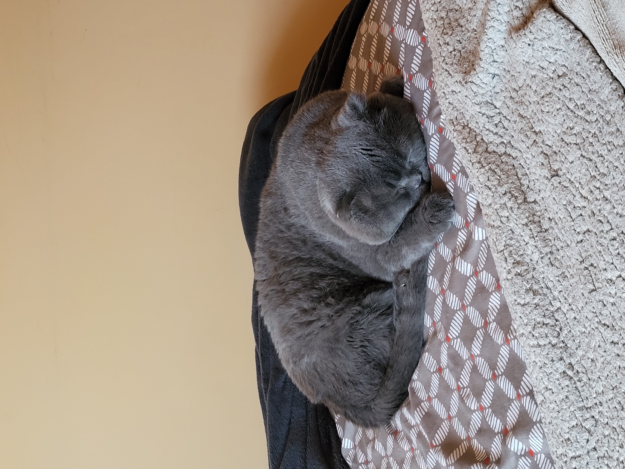 A fluffy, gray cat sleeps curled up on a bed. The cat is positioned on a patterned sheet with a dark blanket behind it, and a textured blanket in front. The background is a plain, light brown wall. The image is taken from a slightly elevated angle, looking down at the sleeping feline. There are no people or other animals present. The environment appears to be indoors, likely a bedroom.
