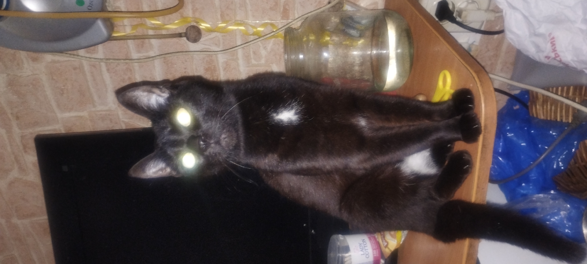 A black cat with luminous green eyes sits on a wooden shelf in front of a dark television screen. The cat has a small patch of white fur on its chest. To the right of the cat is a glass jar filled with a clear liquid. The background is a brick wall. On the shelf, to the left of the cat, is a cylindrical container labeled "LADY COTTON." Below the shelf, partially visible, are blue and white plastic bags and some wicker material. An electrical cord is also visible. The scene is illuminated by artificial light, causing the cat's eyes to reflect brightly. The location is a domestic indoor environment, potentially a room in the city of Zaporizhzhia, Ukraine.