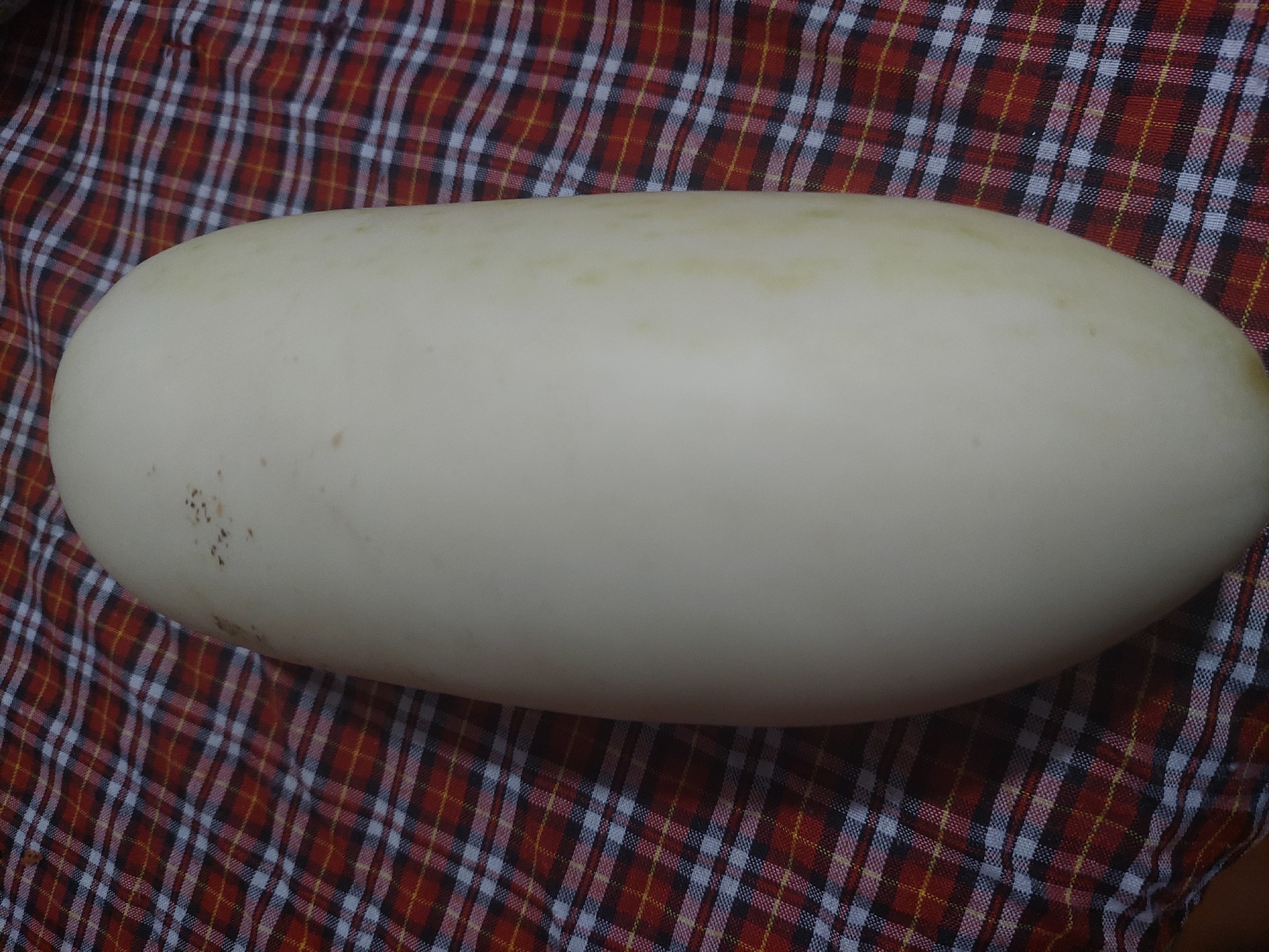 A close-up, top-down shot shows a pale yellow, oblong vegetable, possibly a winter melon or a large daikon radish, resting on a red, white, and blue plaid fabric. The fabric has a checkered pattern with thin white and yellow lines on a predominantly red background, with some darker blue-black accents. The vegetable occupies most of the frame, with its smooth, slightly textured surface showing subtle variations in color and a few small, dark speckles near the top. The lighting appears to be natural, casting soft shadows. The background is composed entirely of the plaid fabric. The location of this image in the city of Jelutung, Indonesia, is not discernible from the visual information provided.