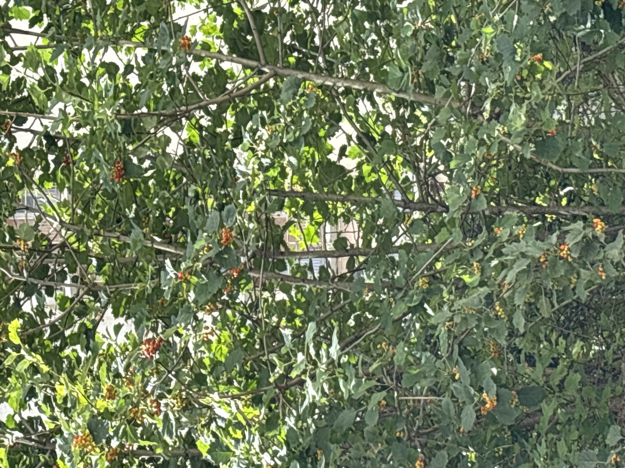 The image shows a dense green tree with clusters of small, reddish-orange berries. The leaves are broad and lobed, and the branches are thin and brown. Through the foliage, hints of a building with windows and a balcony railing can be seen, suggesting an urban or suburban setting. The lighting indicates it is daytime, with sunlight filtering through the leaves, creating dappled shadows. The exact location within Odintsovo, Russia, is not discernible from the visual information provided.