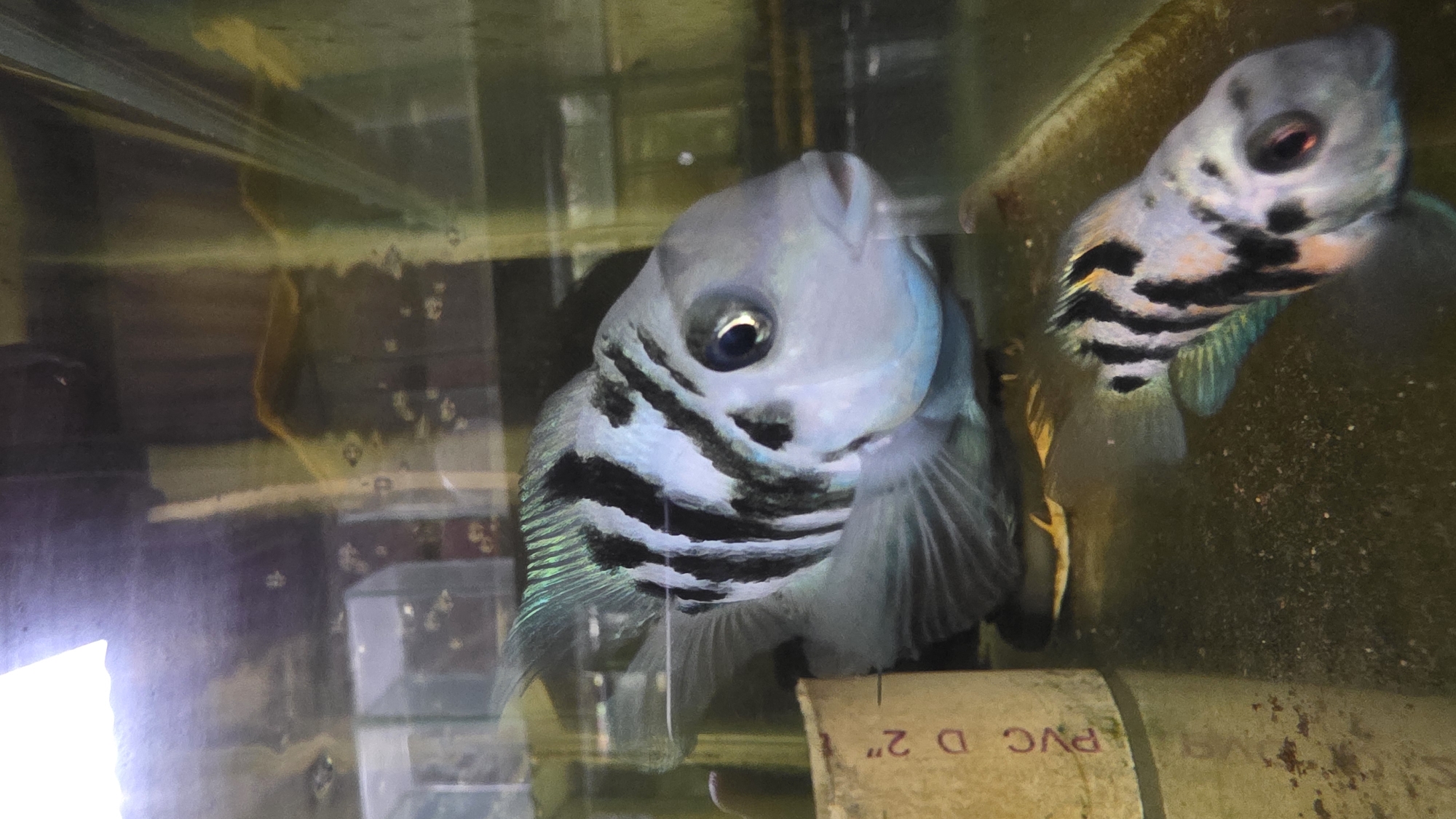 The image depicts two fish, likely Amatitlania nigrofasciata (Convict Cichlids), in an aquarium. The fish in the foreground is facing the camera and shows distinct black and white stripes. The fish behind is blurred. PVC piping is visible. The location of the aquarium is not ascertainable based on the provided image and therefore it is impossible to determine if it is in Lhokseumawe, Indonesia.