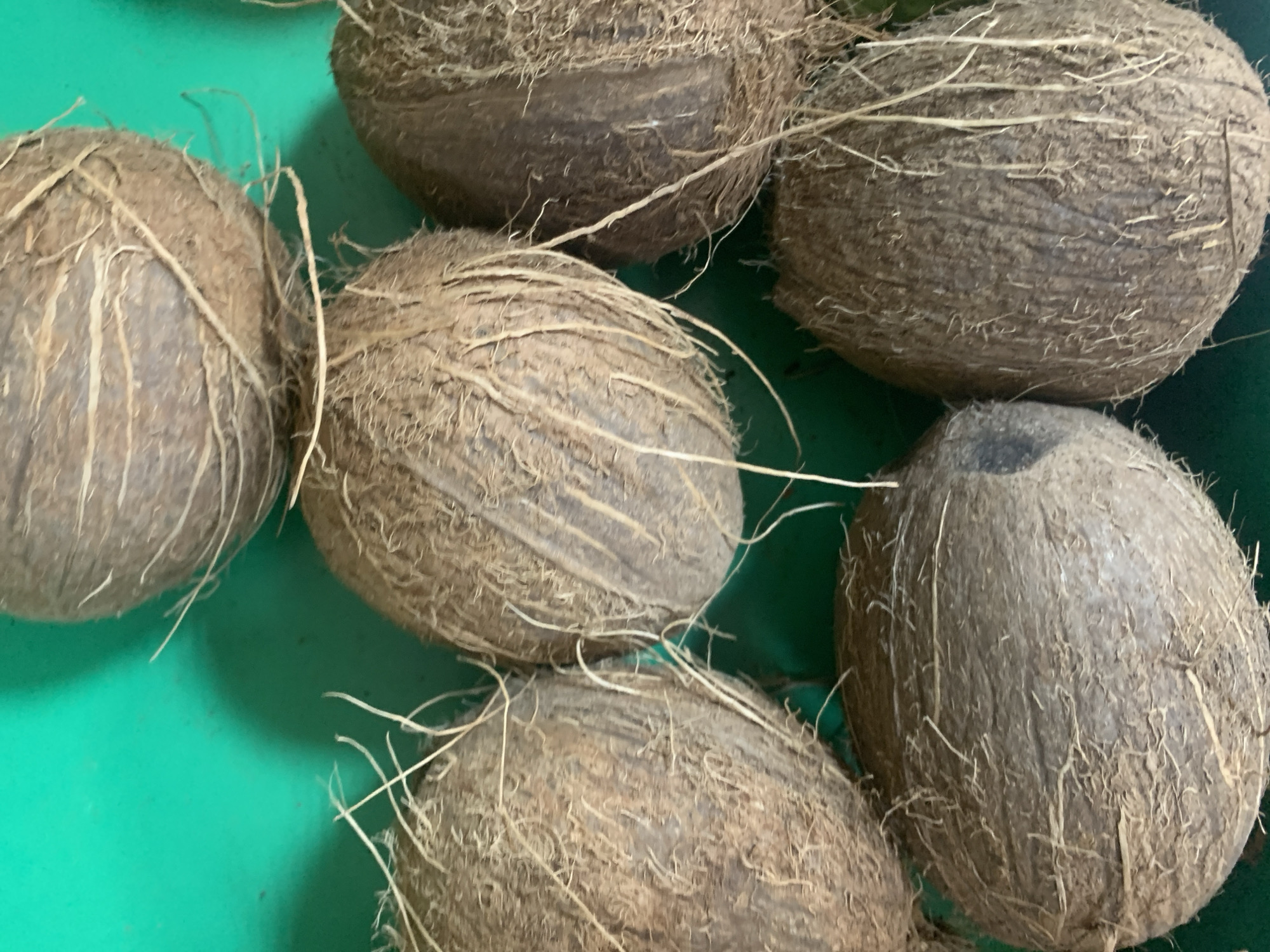 A top-down shot shows six coconuts arranged on a bright green surface, possibly a table or counter. The coconuts are brown and covered in fibrous husks, with some loose fibers extending outwards. They are positioned in two rows, with three coconuts in the top row and three in the bottom row. The coconuts are slightly overlapping each other in some areas. The lighting in the image creates a subtle shadow on the green surface to the left of the coconuts. The scene appears to be an indoor setting, likely a kitchen or market stall.