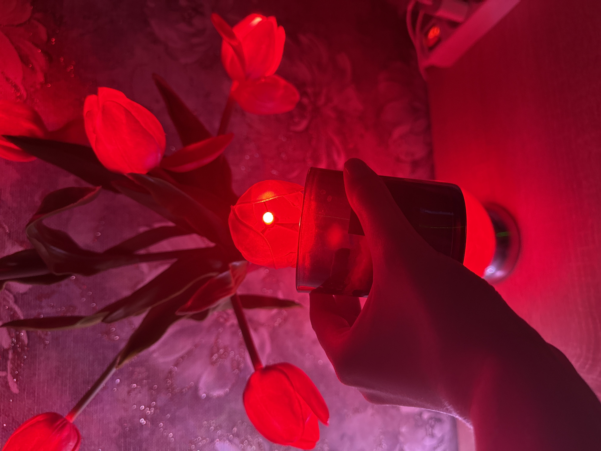 A hand holds a black container with a red light shining through it, illuminating a red tulip. Other red tulips are visible in the background, as well as a wall with a patterned surface. The lighting is predominantly red, creating an intense and monochromatic atmosphere.