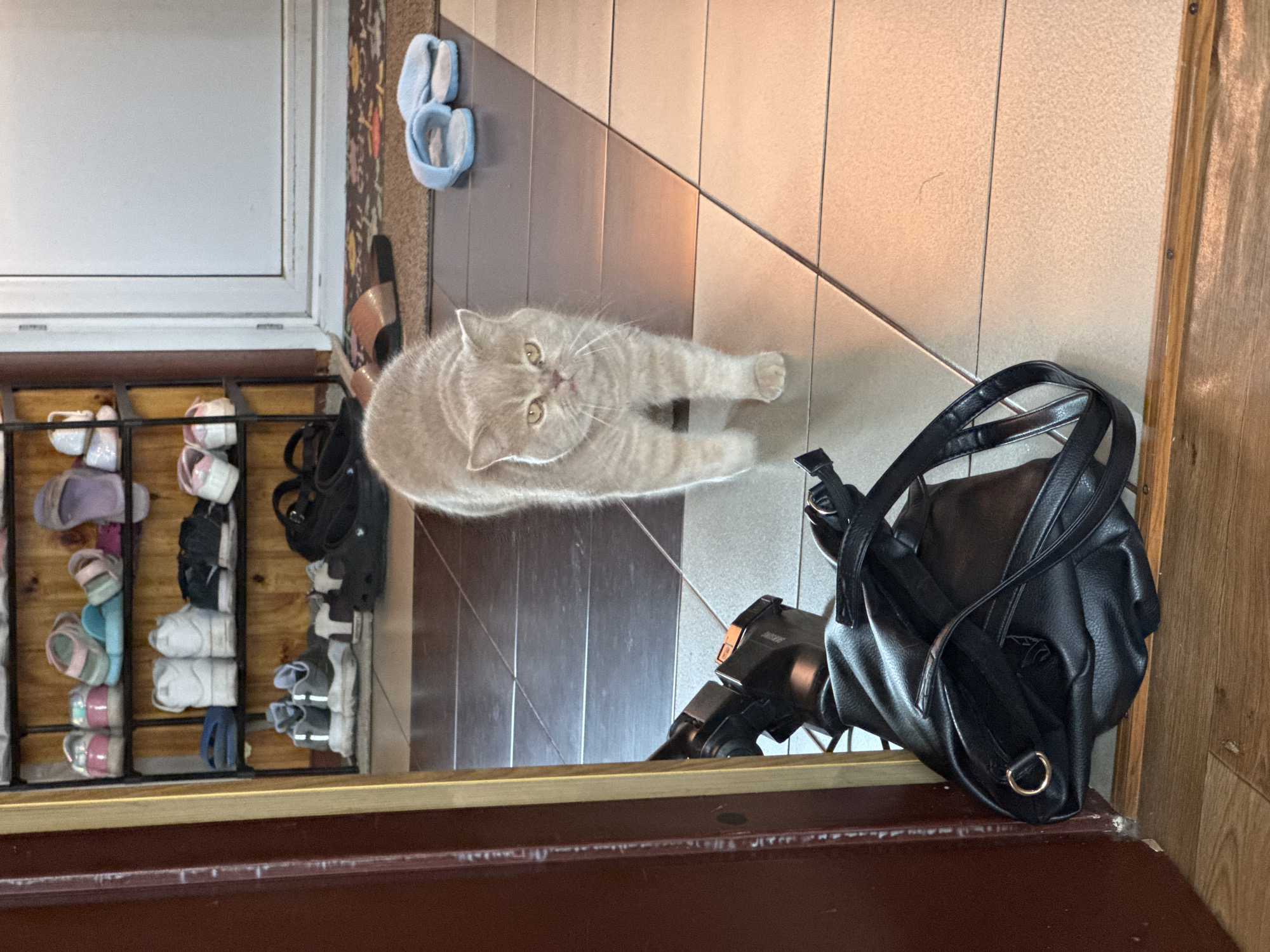 An adult, light-colored British Shorthair cat stands on a tiled floor, facing the camera. The cat has large, round, yellow eyes and a pink nose. Its fur is short and light brown with faint tabby markings. To the left of the cat, a black backpack lies on the floor. Behind the cat is a multi-tiered shoe rack filled with various shoes and slippers. Further in the background, a white door is visible. The scene appears to be an indoor entryway.
