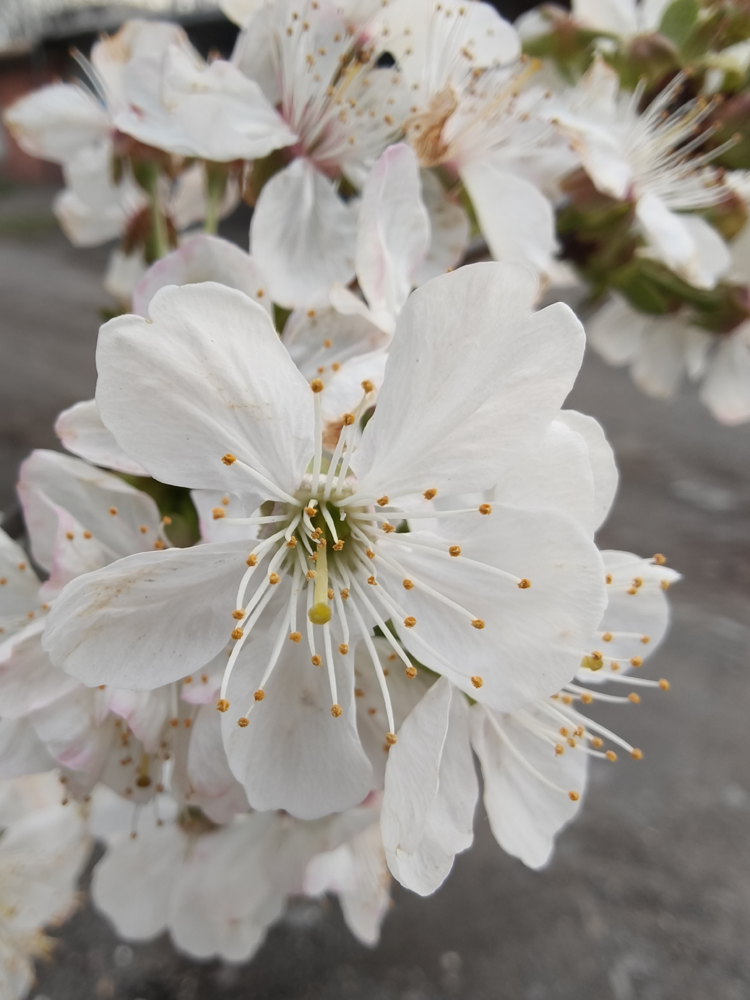 The image presents a close-up, vertical shot of delicate white blossoms from a flowering tree, likely a cherry or plum, in full bloom in Kryvyi Rih, Ukraine. The primary subject is a large, fully open blossom positioned centrally in the foreground, rendered in sharp focus. Its pristine white petals, some appearing slightly translucent, showcase subtle natural imperfections and soft textures. From the flower's heart, numerous slender white filaments tipped with vibrant orange, pollen-dusted anthers extend outwards, surrounding a central, light yellow-green pistil.
Behind this prominent blossom, several other similar flowers are visible, artistically blurred to create a soft, natural backdrop. Some of these secondary blossoms exhibit faint hints of pink on the edges of their petals. The shallow depth of field effectively isolates the main flower, while the soft focus on the background, which appears as a muted dark grey and light green blur, suggests an outdoor setting, possibly against a wall or foliage. The lighting indicates it is daytime. The overall impression is one of fresh, vibrant springtime beauty, captured in a moment of natural tranquility. No people or visible text are present in the image.