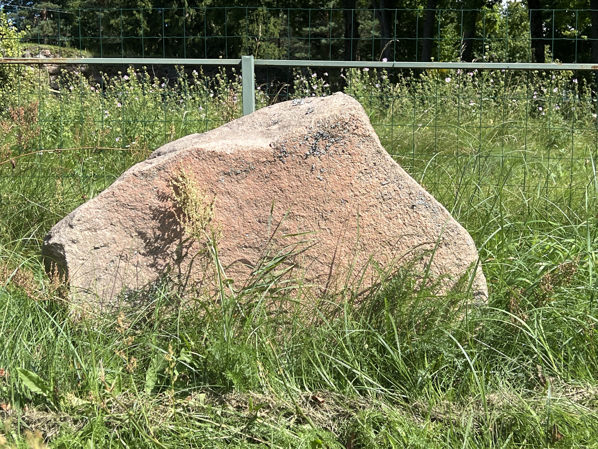 A large, rough, reddish-pink boulder sits in the foreground, partially obscured by tall green grass and some dried weeds. The boulder is irregular in shape, with a flat, angled surface facing the camera. Darker, lichen-like patches are visible on its upper surface. Behind the boulder, a green metal fence runs horizontally across the image, with a lighter green post supporting it on the left. Beyond the fence, there is a dense area of green foliage, with small, pale pink wildflowers scattered throughout. Further in the background, trees form a dark green backdrop, suggesting a wooded area. The scene appears to be outdoors in a natural or park-like setting, possibly within the grounds of Norviliškės, Lithuania, given the context of the provided information. No people or animals are present in the image.