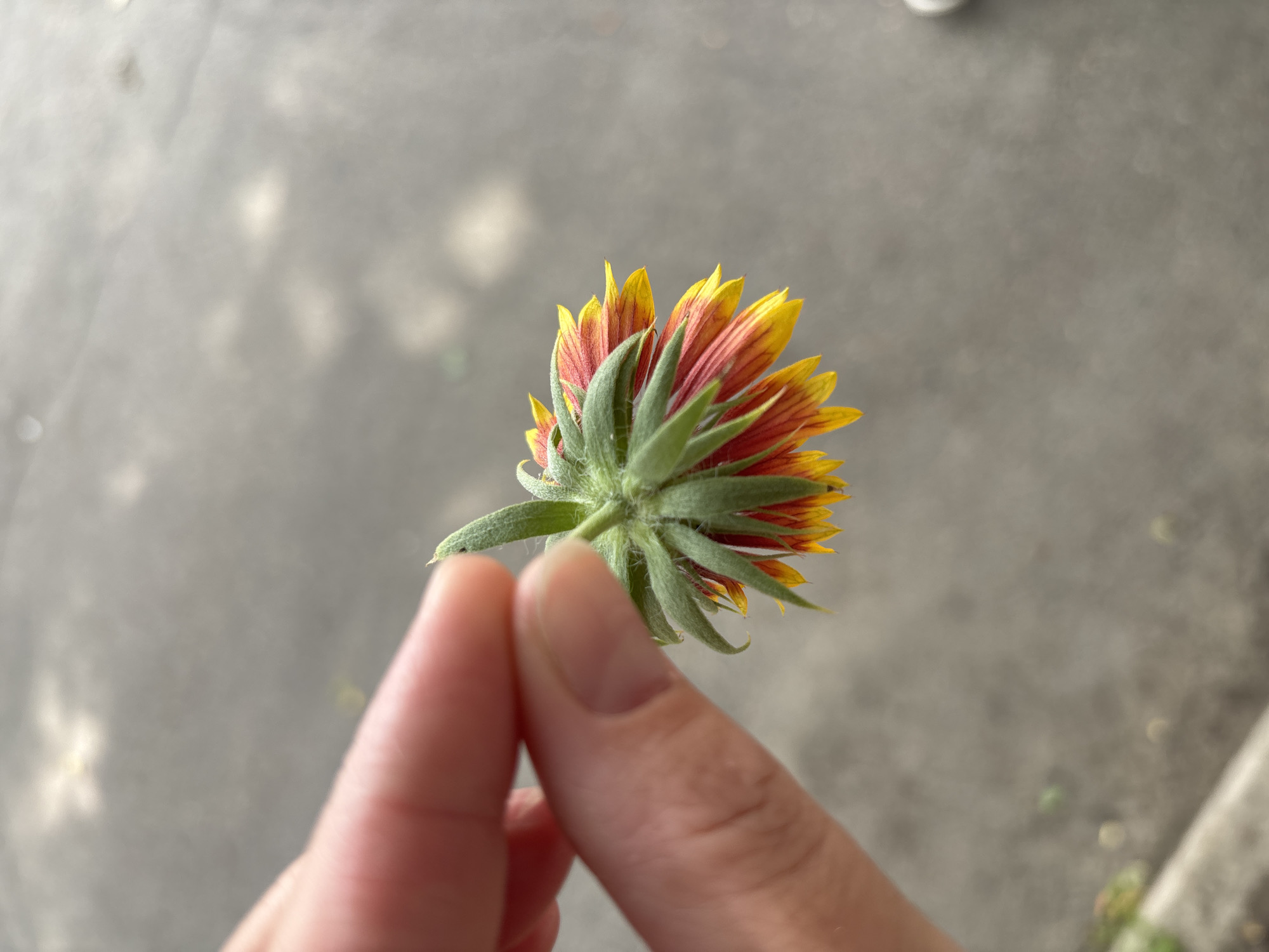 A person's thumb and index finger are seen holding the base of a flower. The flower has a green sepaled base from which radiate outward reddish-yellow ray florets. The background is a blurry gray concrete surface.