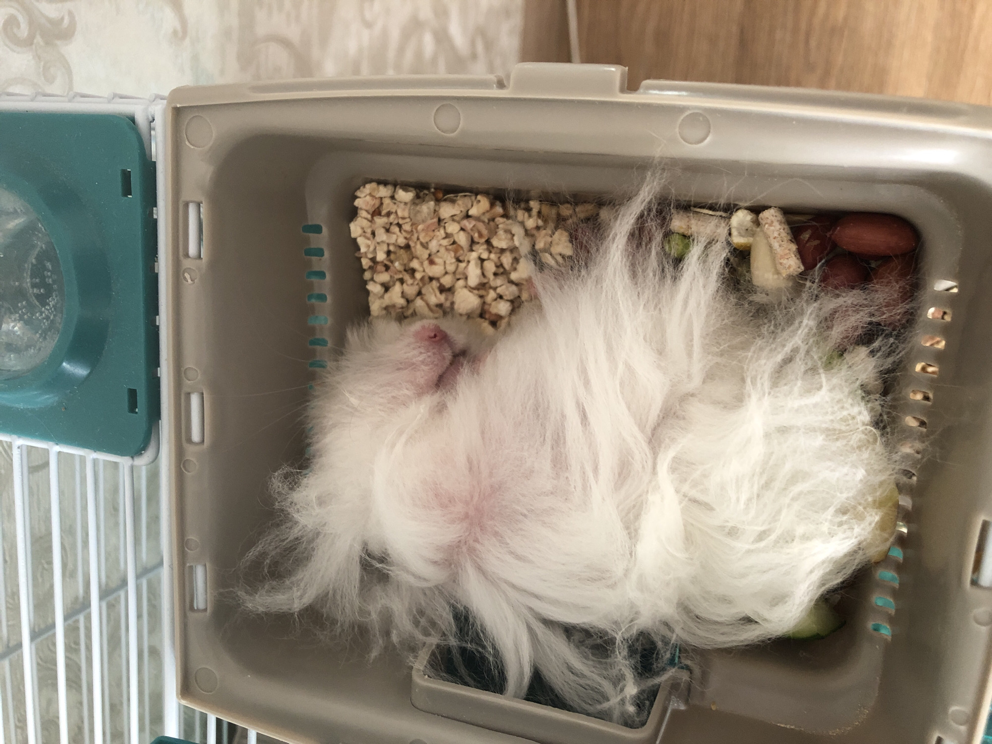 A fluffy white hamster sleeps soundly in a plastic carrier. The hamster is curled up on its side, with its head tucked into its body. Its fur is long and flowing, and it appears to be very relaxed. The carrier is filled with wood shavings, food pellets, and a few small pieces of dried fruit. The carrier is open, and a blue plastic water bottle is attached to the side. The background of the image is blurred, but it appears to be a wooden surface. The image was taken indoors, likely in a home environment. There is no indication that this scene is located in Solikamsk, Russia.