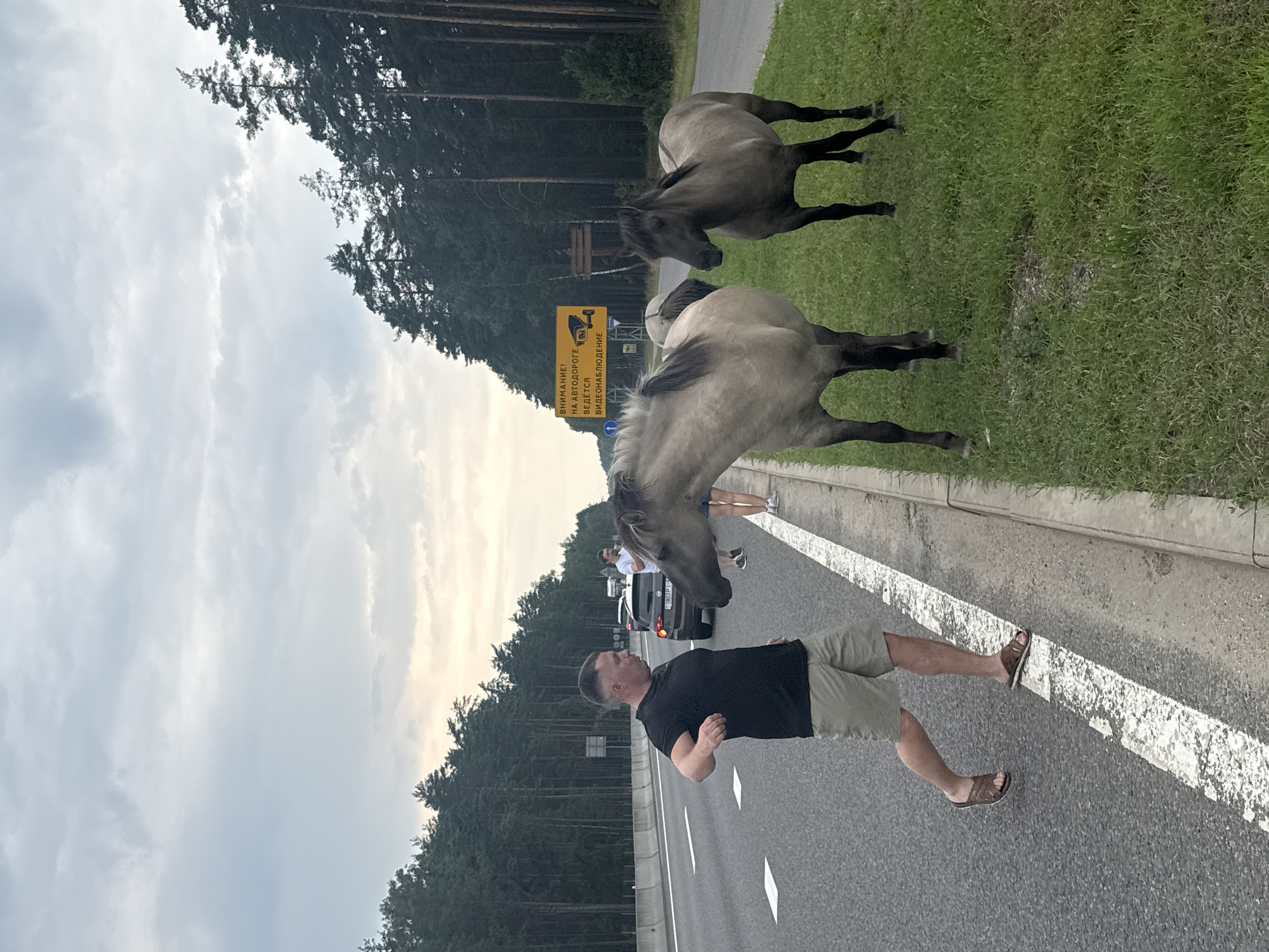 A man in a black t-shirt and khaki shorts is standing on the shoulder of a highway, facing two horses. The horses are a light grey and a darker brown, and they are standing on the grassy shoulder next to the man. In the background, there is a car and a yellow sign with Russian text. The highway is lined with trees on both sides, and the sky is overcast. The man appears to be interacting with the horses, possibly feeding them or trying to move them off the road. The presence of the horses on the highway suggests a potential hazard to traffic.