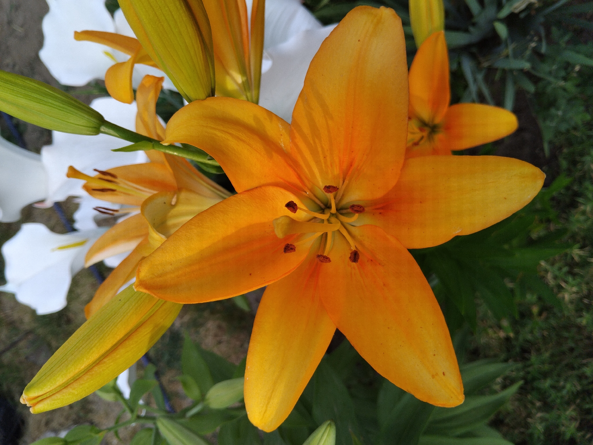 This media file shows a close-up, overhead view of several blooming lily flowers and buds in an outdoor setting. The primary subject is a large, vibrant orange lily in the center, with its petals fully open, revealing its stamens and pistil. To the left and behind the orange lily are other lily flowers, some white and some still in bud stage, with green sepals. The flowers are arranged in a garden or natural setting, with visible green foliage and dark soil in the background. The lighting suggests it is daytime, possibly morning or afternoon, with soft natural light illuminating the flowers. There is no visible text in the image. The setting appears to be a garden, likely in Bila Krynytsia, Ukraine, given the location context.