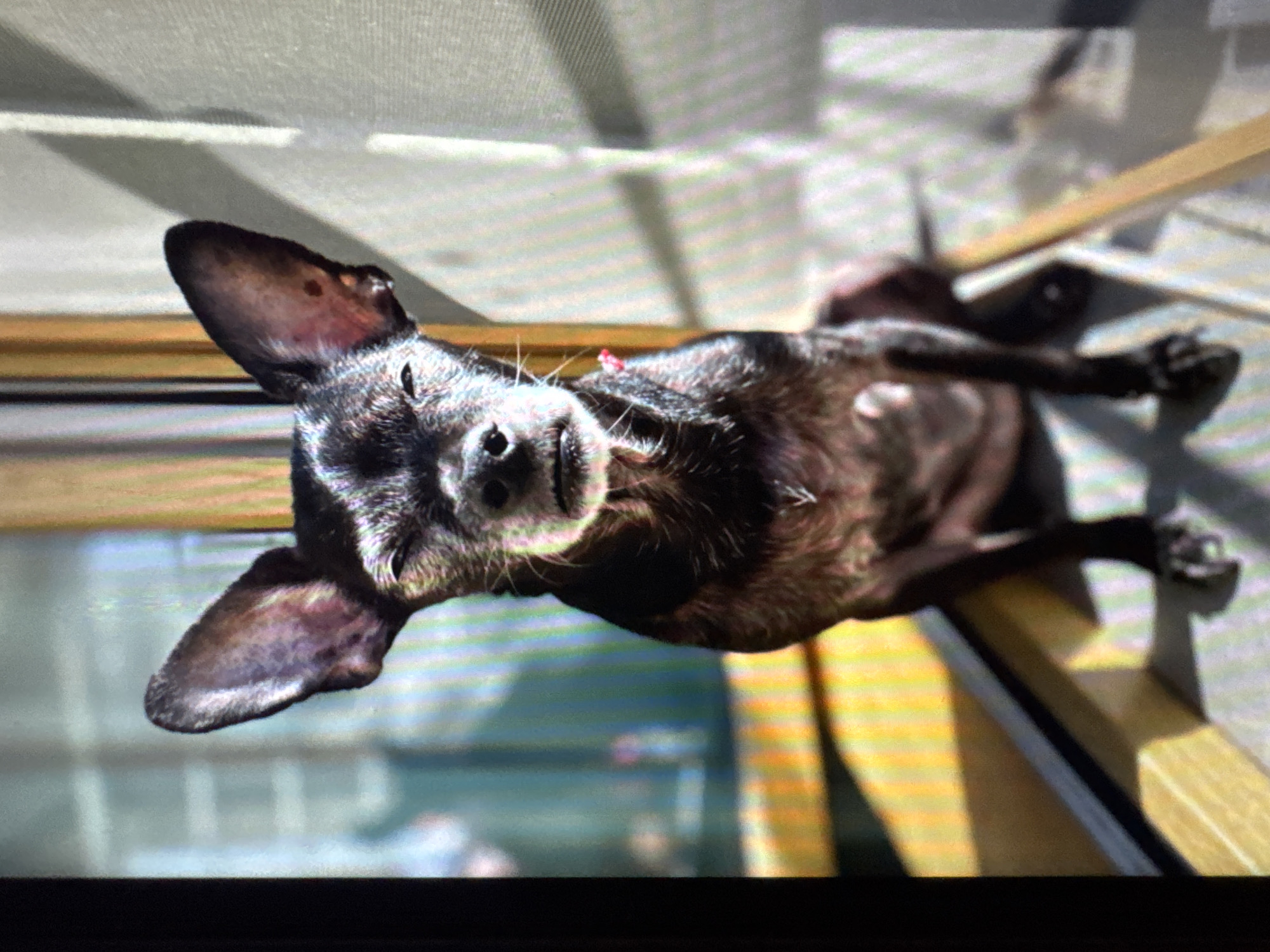 The image is a medium shot of a small black dog with large ears, sitting with its eyes closed, basking in sunlight. The dog is positioned in front of a window with vertical blinds casting shadows. The background appears to be an indoor setting with blurred colorful vertical lines on the left and a plain textured surface on the right. The dog is facing the camera and is centrally framed. There is no indication of the city of Plovdiv, Bulgaria, or any specific location within it.