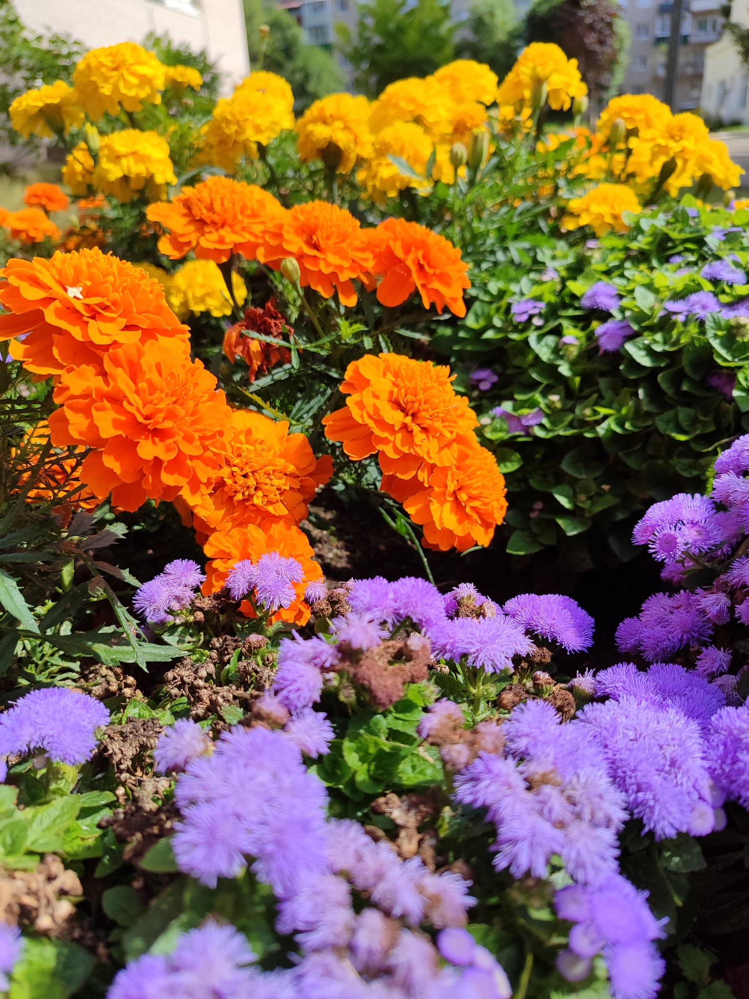 This is a close-up, eye-level, outdoor, daytime, vertical shot of a flower bed. The foreground is filled with clusters of small, fluffy, purple flowers. Behind these, are larger, bright orange, ruffled marigold flowers. Further back, in the upper portion of the image, are more yellow marigolds. The flowers are densely packed, with some green foliage visible throughout. The background is blurred, showing hints of buildings and trees, suggesting an urban setting. The lighting is bright, indicating sunlight, and casts some shadows within the flower bed. There are no people or animals visible in the image.