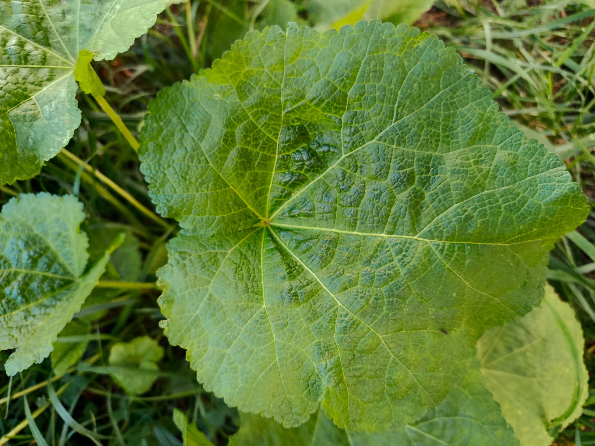 A close-up, overhead shot showcases a large, green, heart-shaped leaf with prominent veins and a textured surface. The leaf's edge is serrated. Surrounding the leaf is out-of-focus green foliage and blades of grass. The scene is outdoors, with natural light illuminating the leaf. No specific location in Ryazan, Russia, is identifiable from the image. There are no people or identifiable animals present.