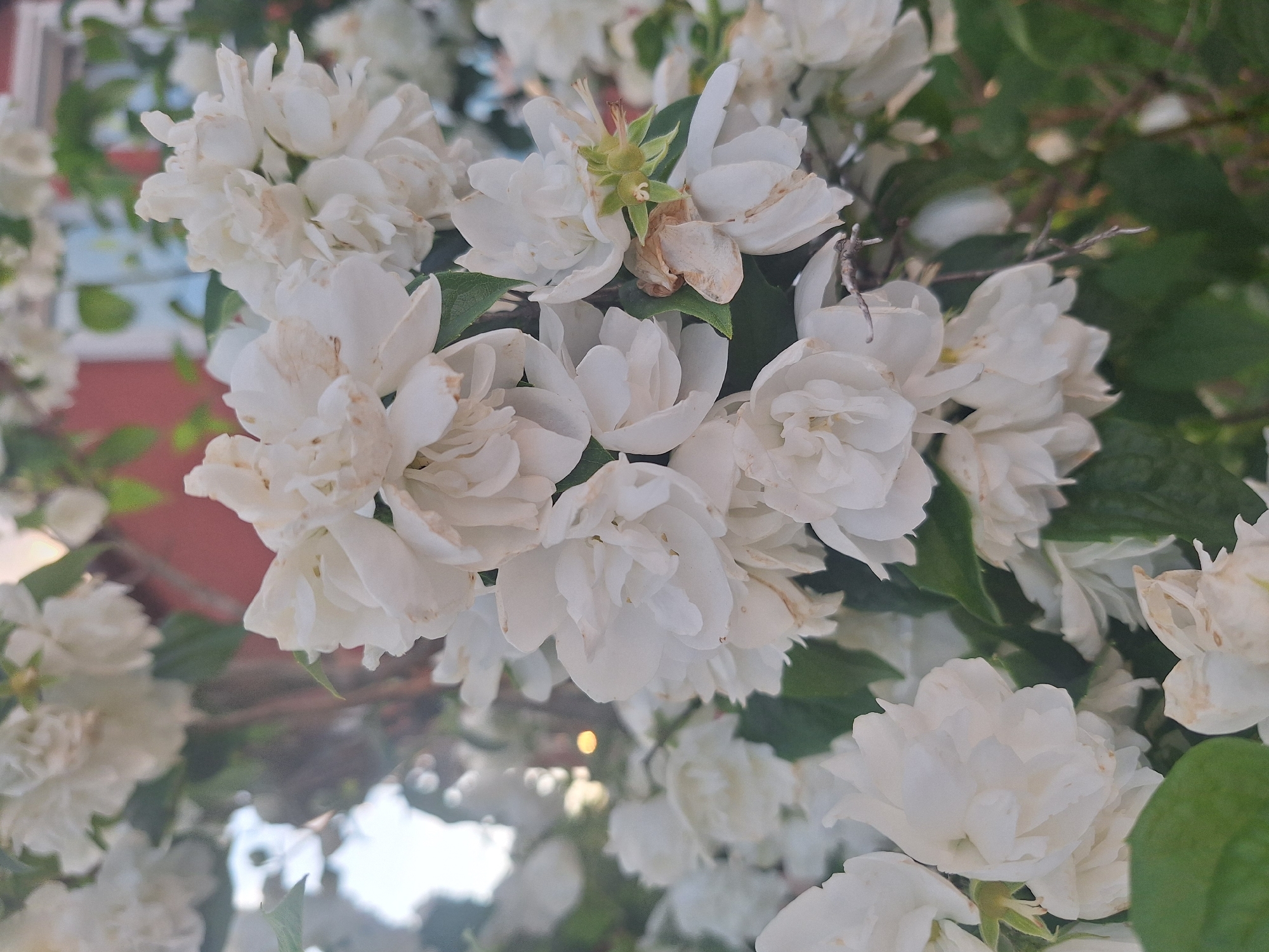 The image is a close-up, slightly overexposed, outdoor photograph of a cluster of white jasmine flowers in bloom. The flowers are densely packed, with some petals showing slight browning and wilting. Green leaves are visible interspersed among the blossoms, and thin, woody branches support the flowers. In the background, a blurred red wall of a building is partially visible, along with some greenery and a hint of sky. The scene is likely located in a garden or public space within the Капыльскі сельскі Савет, Belarus, given the provided context, though the image itself does not contain any specific geographical markers to confirm this location. There are no people, animals, or other discernible objects or actions in the frame.