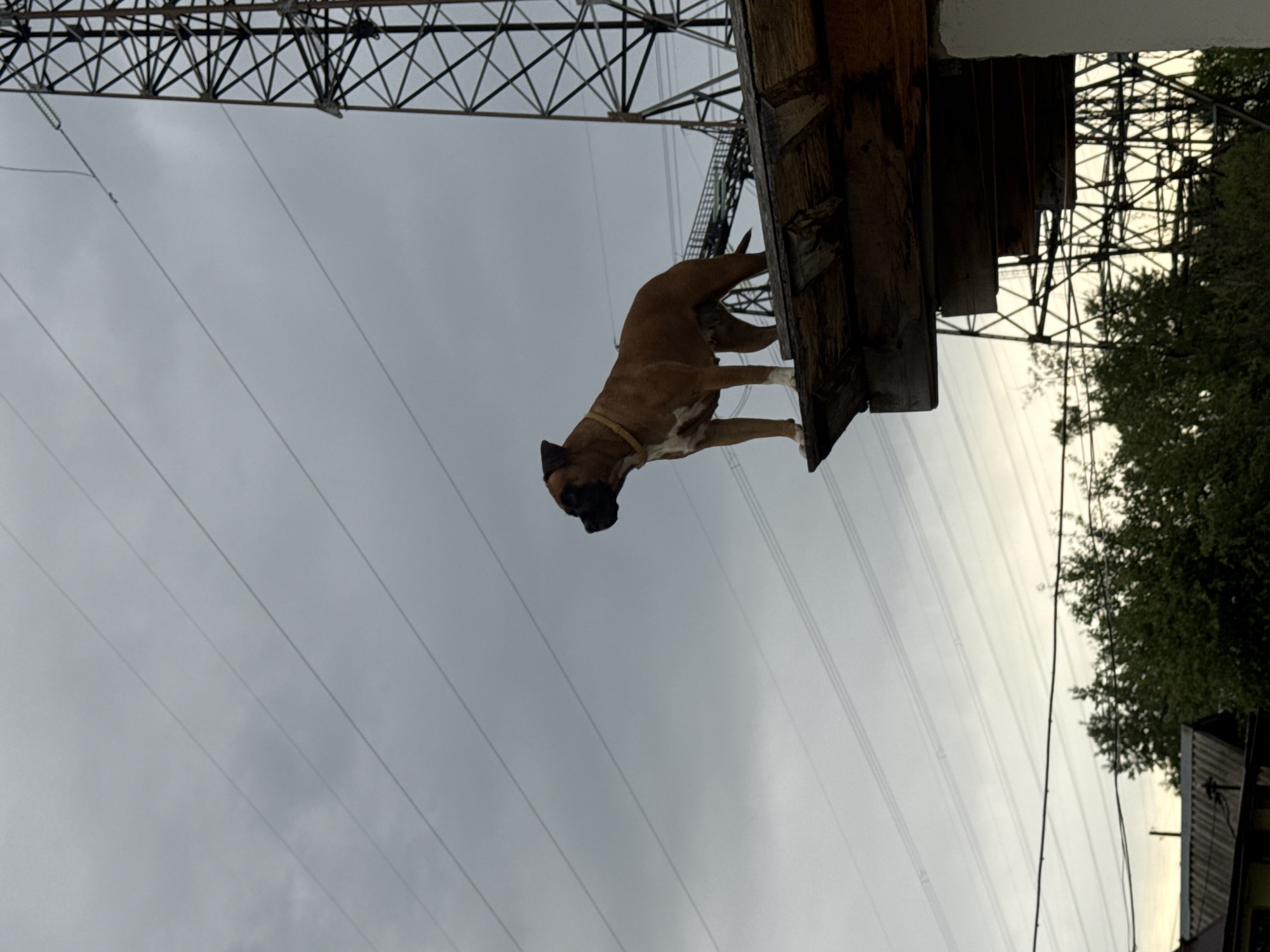 A Boxer dog stands on a wooden structure beneath a metal lattice electricity pylon in Chaikovsky, Russia. Electrical wires run diagonally across a cloudy sky. Foliage is visible near a building to the right.