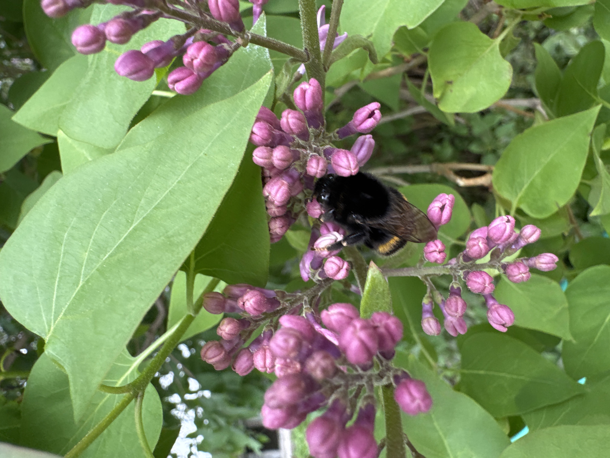 A close-up photograph shows a bumblebee resting on a cluster of purple flower buds. The bumblebee is black with a yellow band on its abdomen. The flower buds are clustered together on a green stem with leaves. The leaves are broad and green with smooth edges. The background is out of focus and shows more green leaves and vegetation. The image was taken in daylight in the city of Chaikovsky, Russia.