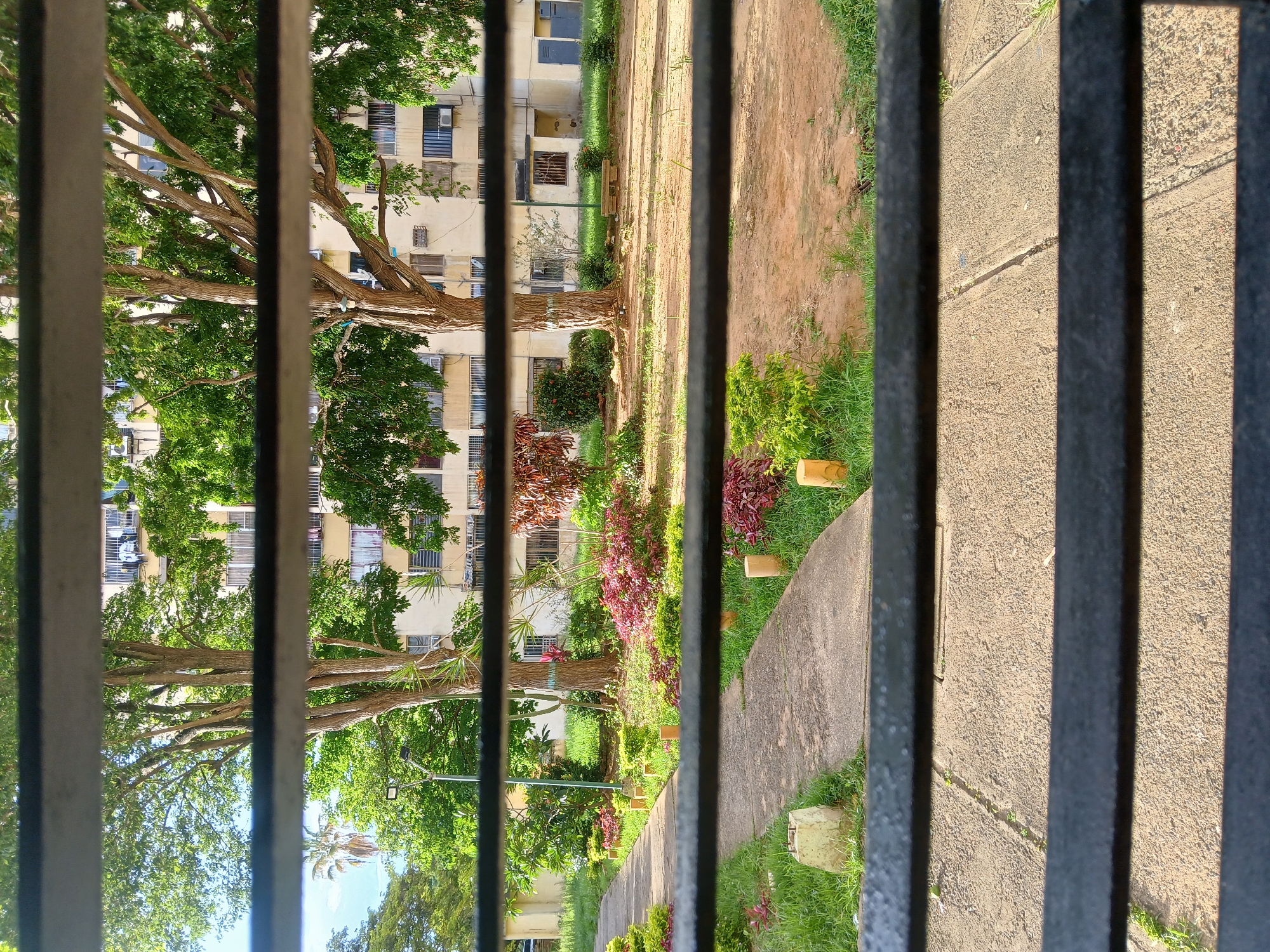 The image shows a view of a courtyard through horizontal bars. In the background, a multi-story apartment building with cream-colored walls and numerous windows is visible, partially obscured by lush green trees. Some windows have air conditioning units, and laundry can be seen hanging from some balconies. A tall palm tree is visible to the left of the building. The courtyard features a paved pathway winding through grassy areas and beds of reddish-purple and green foliage. Several short, light-colored cylindrical posts are placed along the pathway. The ground in the courtyard is a mix of dirt and sparse grass. The perspective suggests the photo was taken from an elevated position, likely from within a building looking out through a window with bars. The scene is characteristic of residential areas in Ciudad Guayana, Venezuela, known for its tropical climate and architecture that often incorporates balconies and green spaces within apartment complexes.