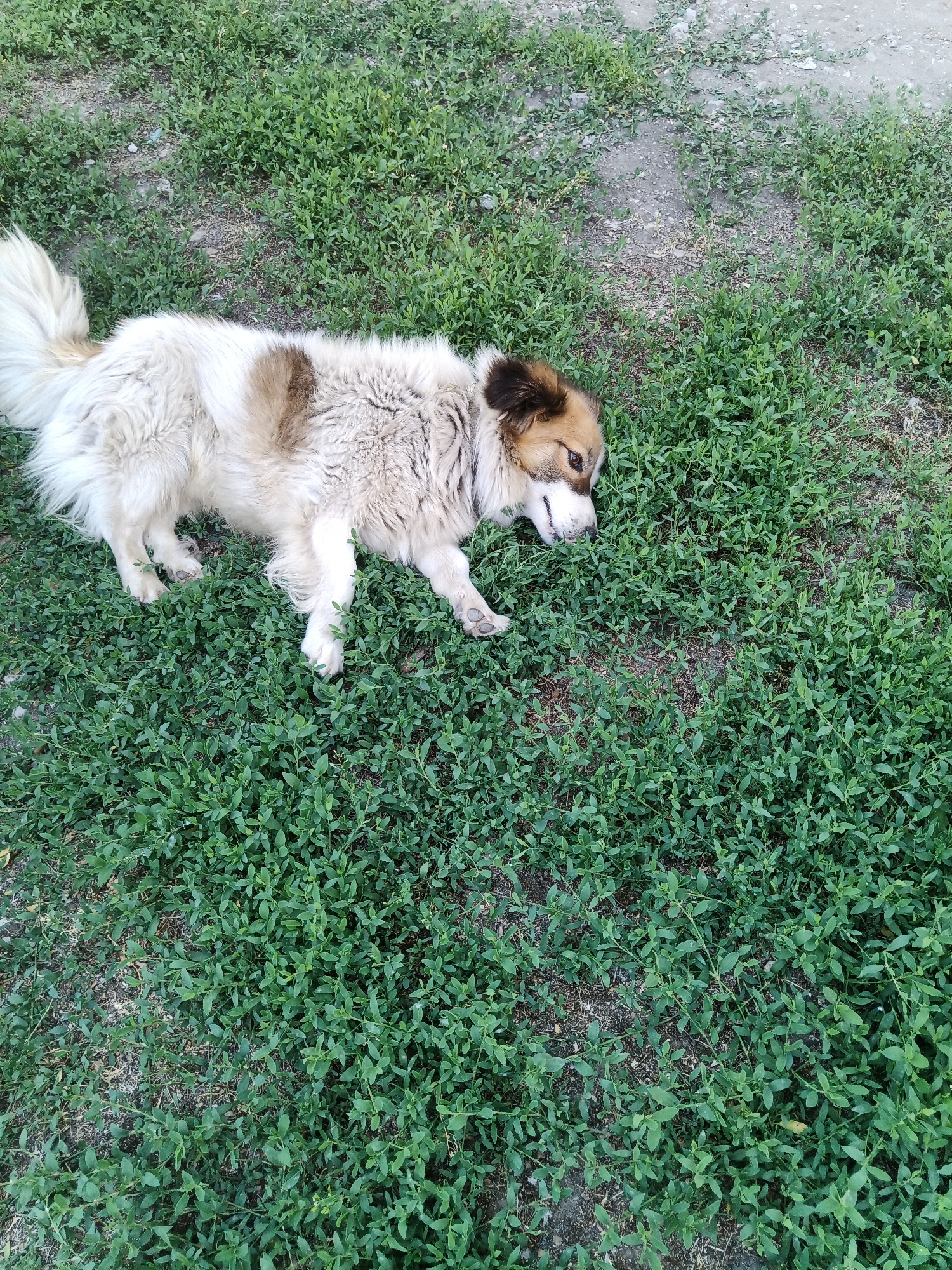 A medium-sized dog with light-colored fur and brown markings is lying on its side in a patch of green grass. The dog's head is turned to its right, and its eyes are partially closed. Its fur is fluffy, and its tail is held high in the air. The grass is short and dense, with some patches of dirt visible. The background is out of focus, but it appears to be a natural outdoor environment.
