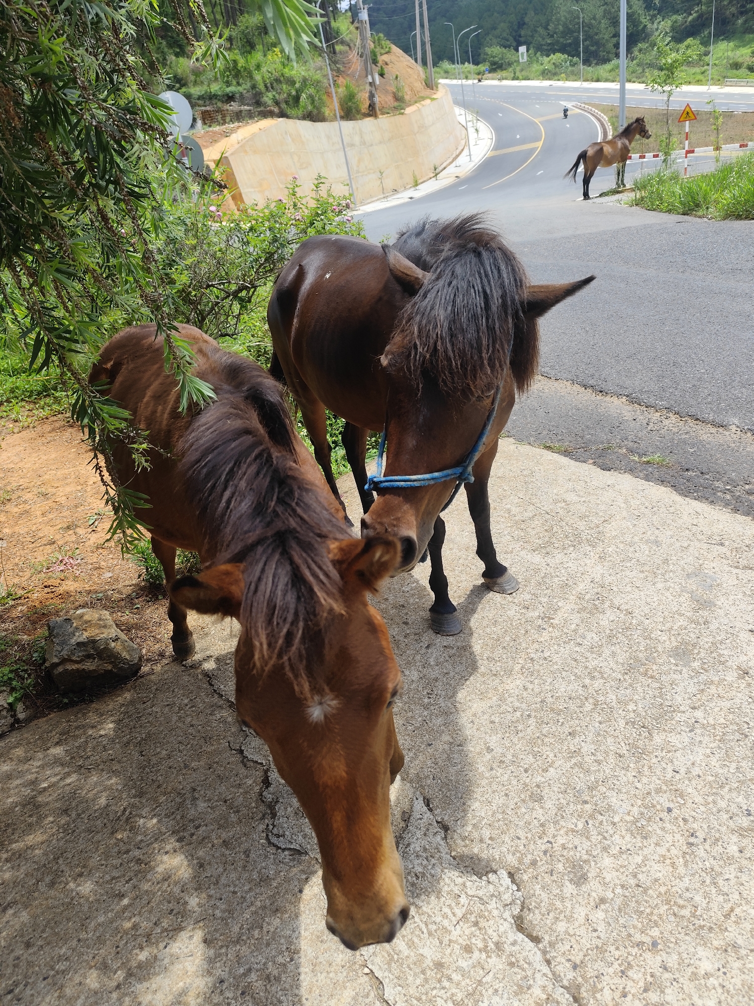 The photograph, likely taken in Da Lat, Vietnam, features two brown horses in the foreground, one closer to the camera and another slightly behind it. The closer horse is grazing under a leafy shrub, while the other horse is wearing a blue bridle. In the background, on a curved asphalt road, there is a third horse standing near a road sign. A motorcycle is visible further down the road. The road is lined by concrete barriers and vegetation. Utility poles and forested hills are in the distance.
