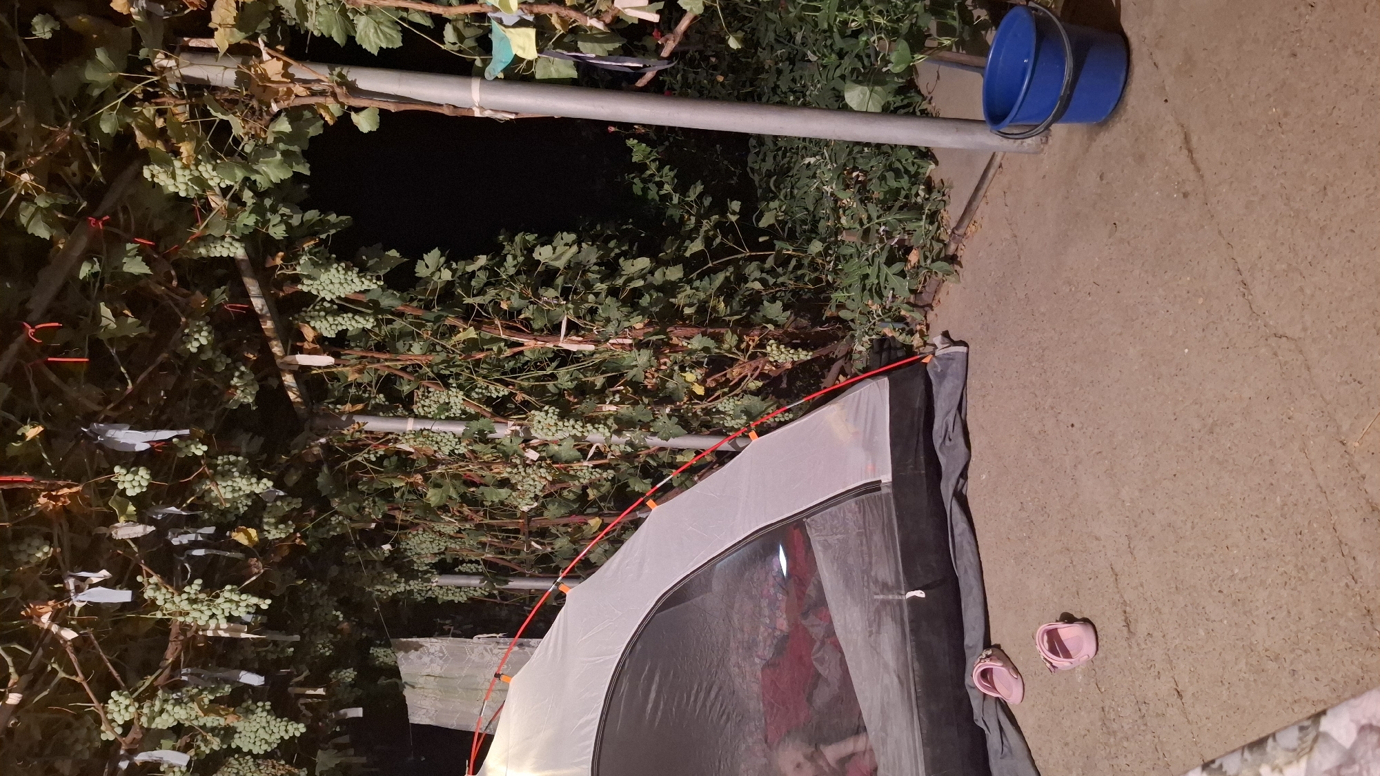 An outdoor scene features a partially erected tent with a visible sleeping bag and a child's arm inside. To the left of the tent are two pink child-sized sandals. In the background, a grape vine laden with green grapes is supported by a metal structure. A blue bucket sits on the ground to the right of the scene. The environment suggests a rural or semi-rural setting, possibly a backyard in the city of Shubarssu, Kazakhstan, given the presence of cultivated grapevines. The lighting indicates it is either dusk or night.