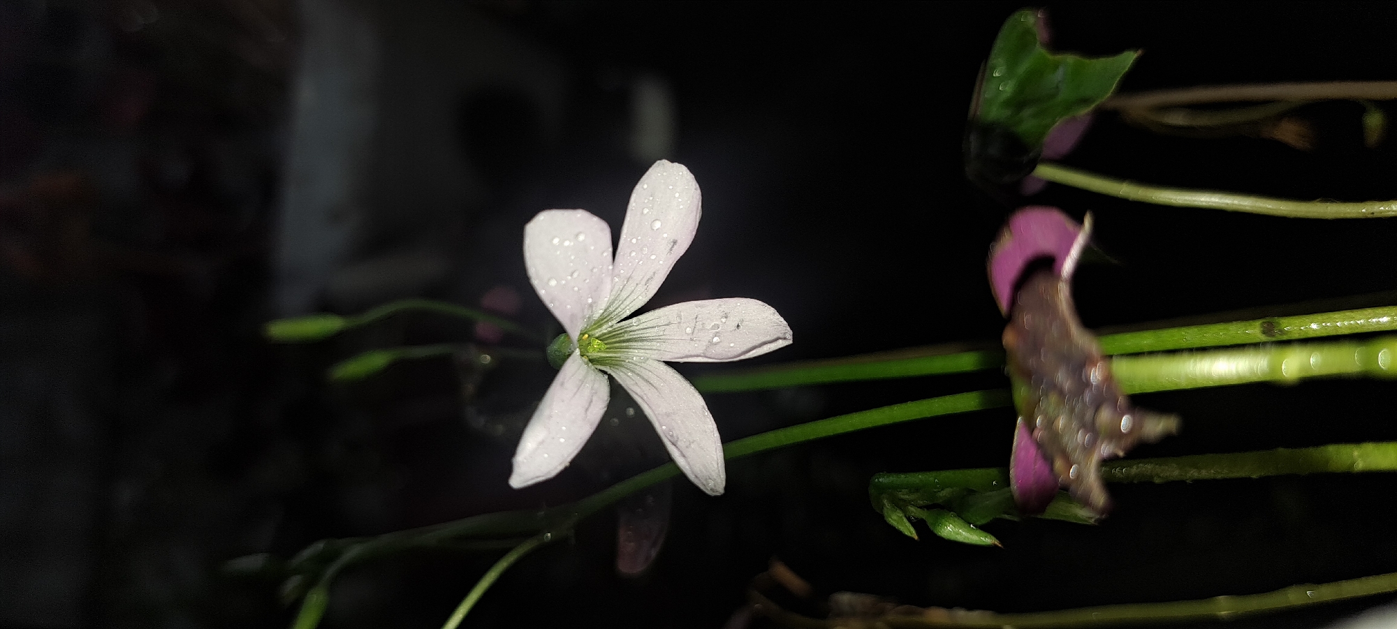 A delicate, pale pink flower with five petals, each delicately veined, is the central focus of this low-light, vertical photograph. The petals are adorned with tiny water droplets, glistening against the dark background. The flower is supported by thin, green stems, one of which curves gracefully upwards to cradle the bloom. To the lower left, a small, tightly furled bud, tinged with purple at its edges, is visible, also glistening with water. In the background, out of focus, are more green stems and what appear to be unfurled leaves. The overall impression is one of a serene moment in nature, perhaps after a rainfall, captured with a shallow depth of field. The scene's location in Mandaluyong City, Philippines, suggests this is likely an outdoor setting, possibly a garden or park, observed during a time of low ambient light.