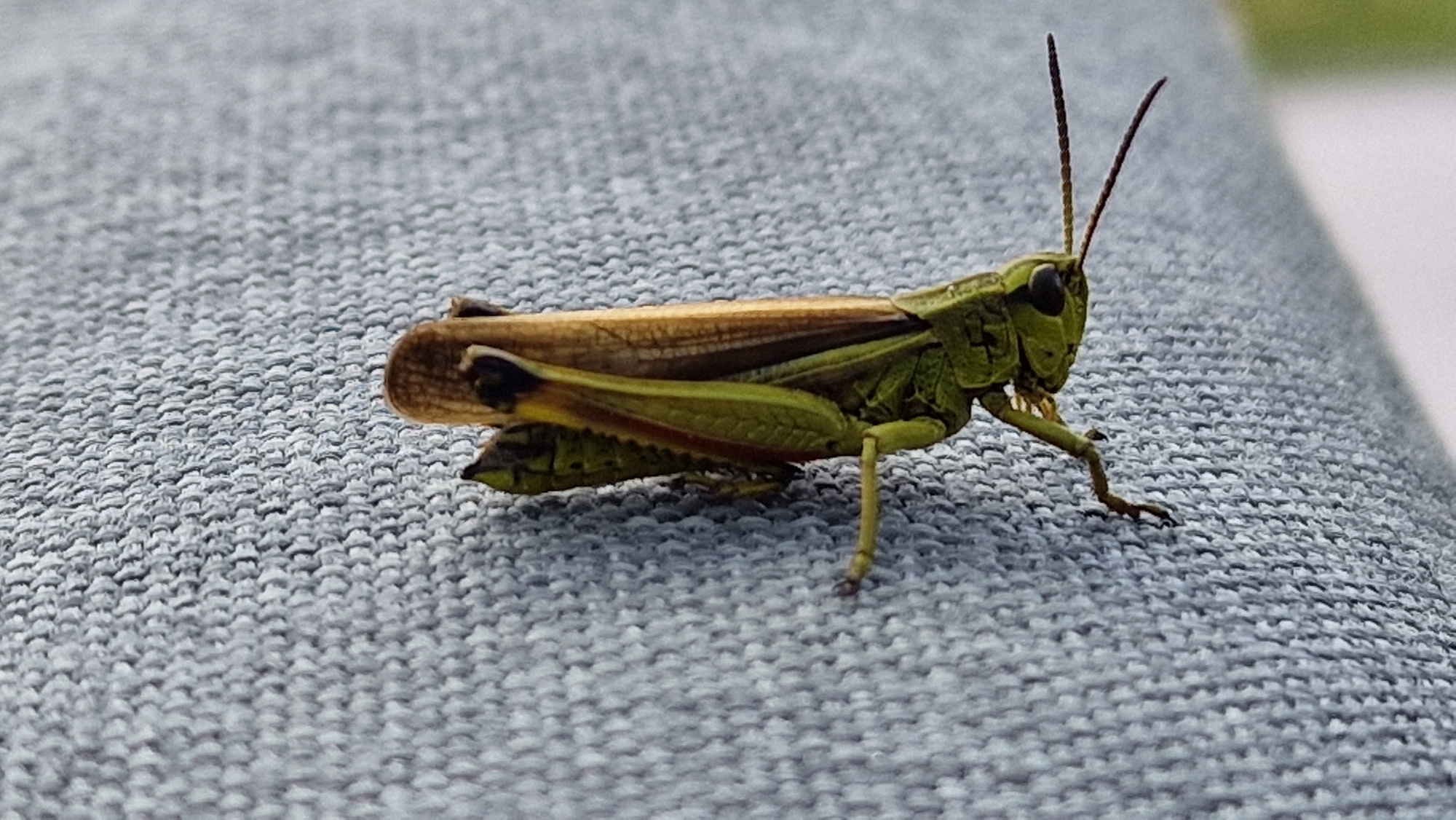 A close-up, eye-level, outdoor shot shows a green grasshopper resting on a textured grey fabric surface. The grasshopper is positioned from the left side, facing right. Its body is mostly green, with brown wings folded over its back. Its head is tilted slightly upwards, with prominent black eyes and two long, thin antennae extending forward. The fabric surface appears to be a woven material, possibly upholstery or outdoor furniture. The background is softly blurred, suggesting a natural setting, but no specific landmarks in Bielefeld, Germany, are identifiable. The lighting is natural, likely daylight, casting subtle shadows and highlighting the textures of both the grasshopper and the fabric. There are no people or other animals visible in the frame.